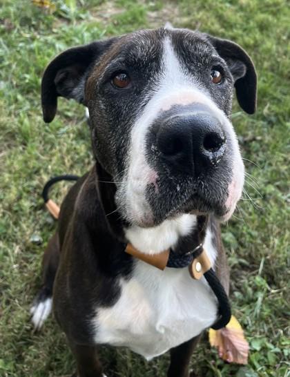Enlarge Miller, a Adoptable mixed breed in New Albany, IN image 2/3