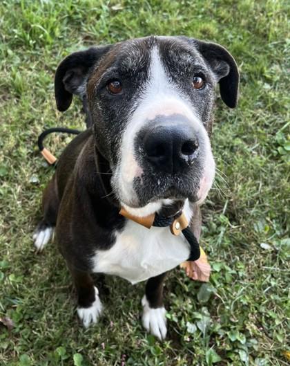 Enlarge Miller, a Adoptable mixed breed in New Albany, IN image 3/3
