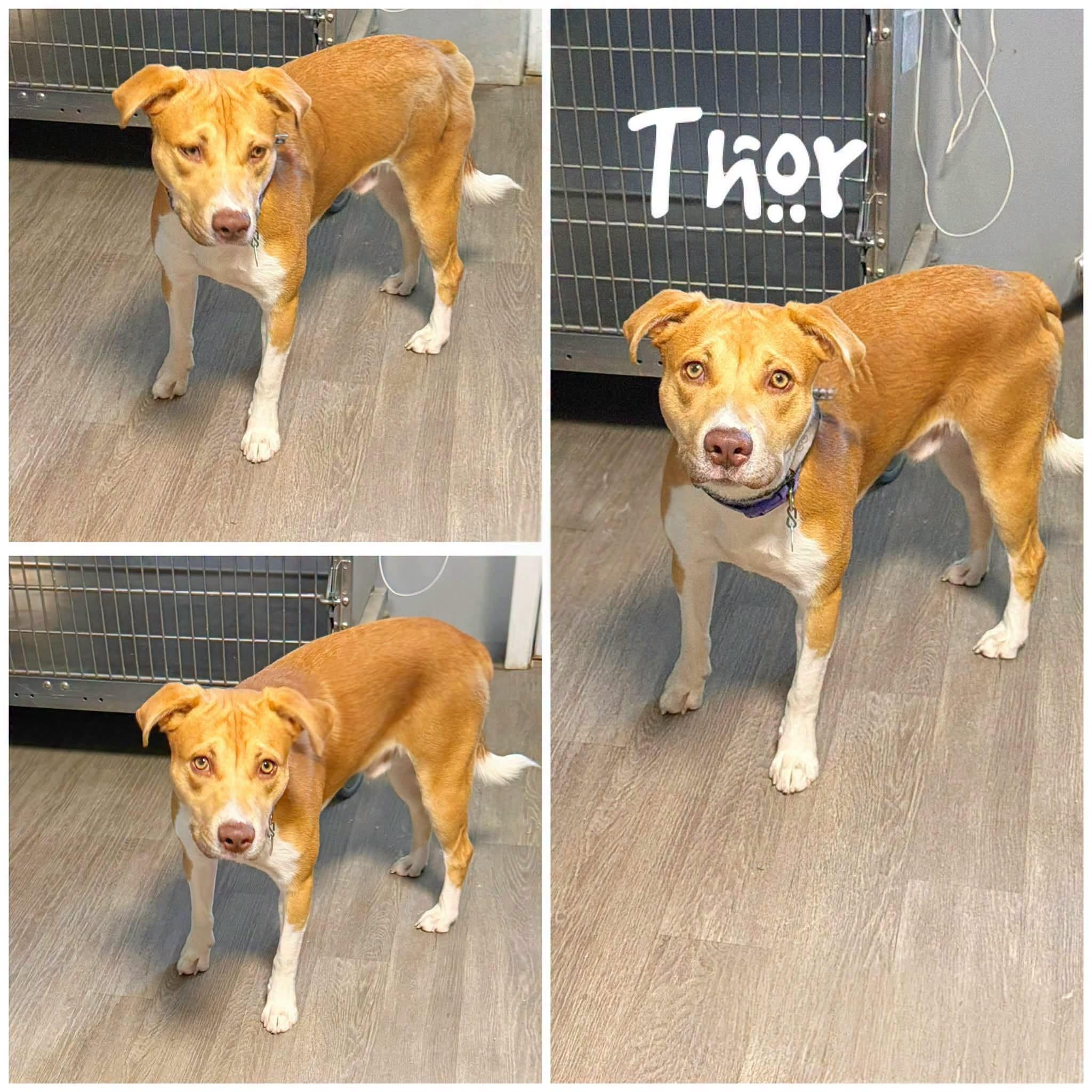 Thor, Adoptable, Young Male Shepherd.