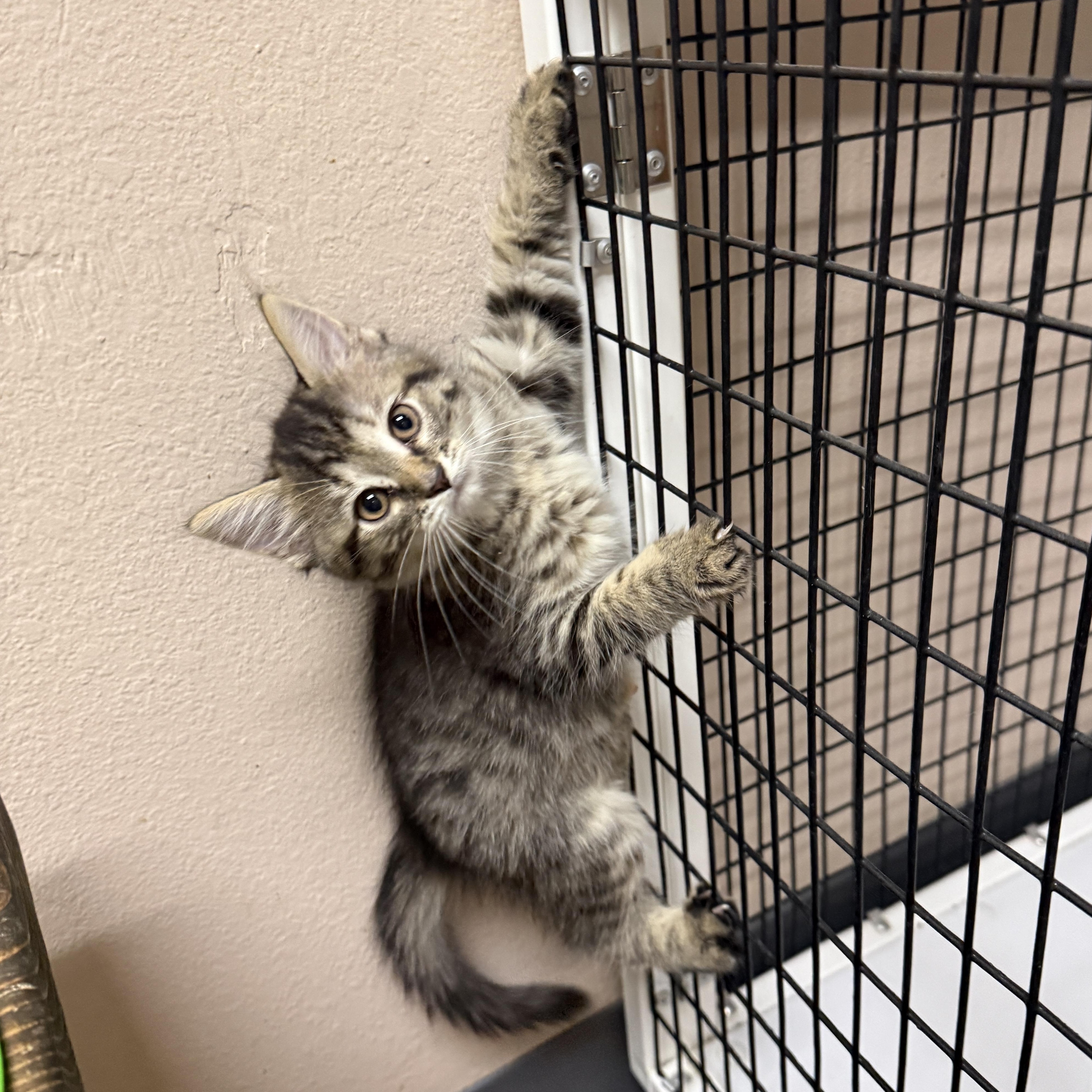 Sansa Stark, an adopted Domestic Medium Hair in Oconto, WI image 2/2