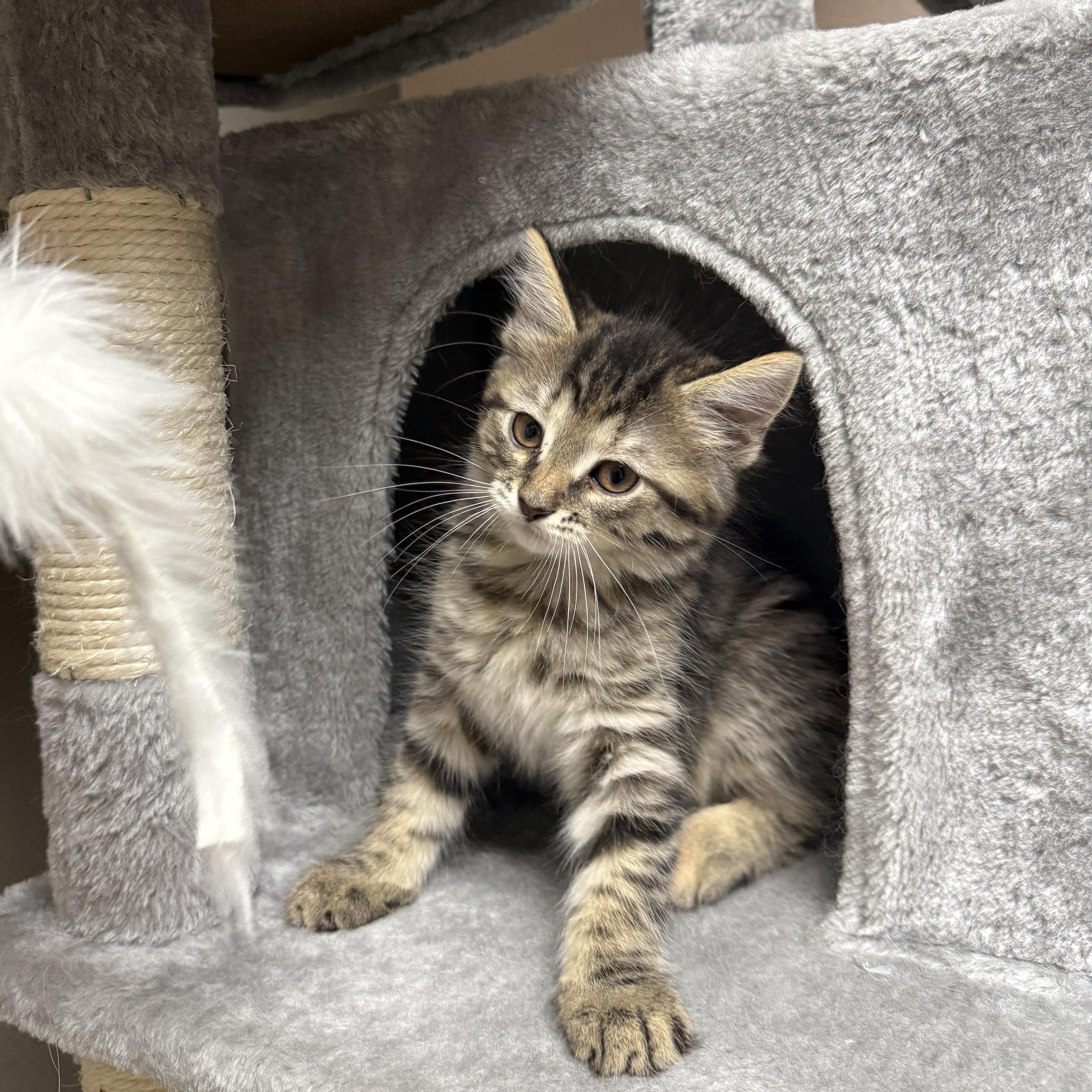 Sansa Stark, an adopted Domestic Medium Hair in Oconto, WI image 1/2