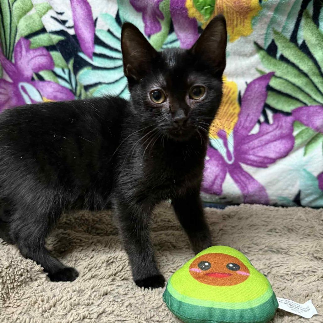 Pearl, a Adoptable Domestic Short Hair in Hamilton, GA image 1/5