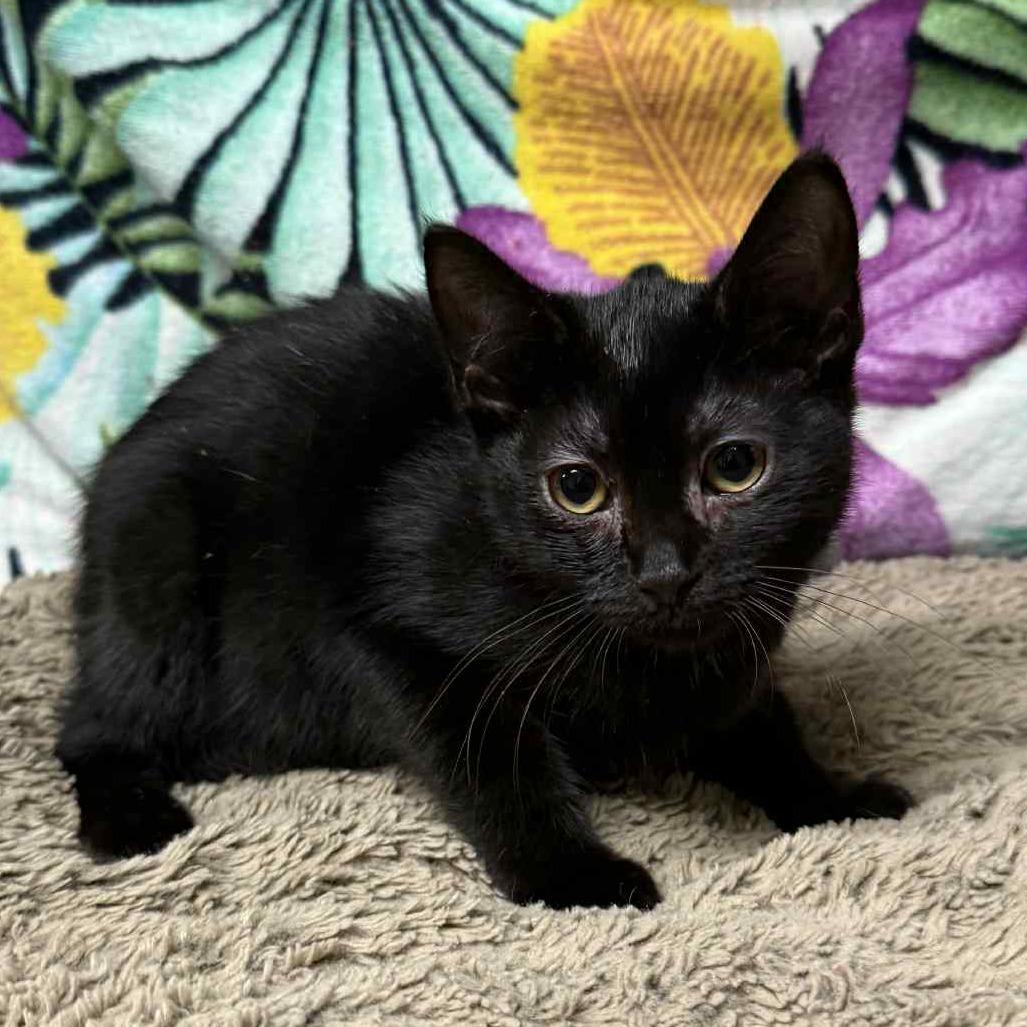 Pearl, a Adoptable Domestic Short Hair in Hamilton, GA image 2/5