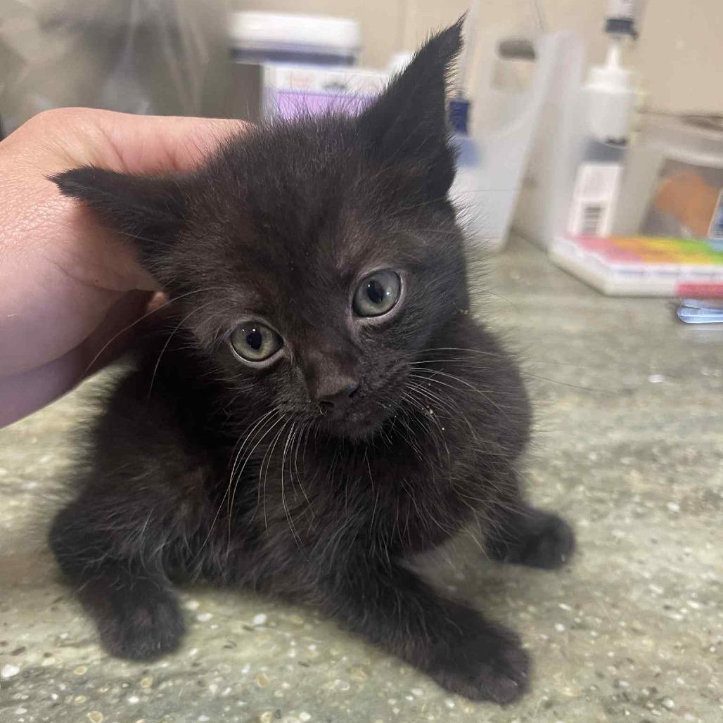 Pearl, a Adoptable Domestic Short Hair in Hamilton, GA image 3/5