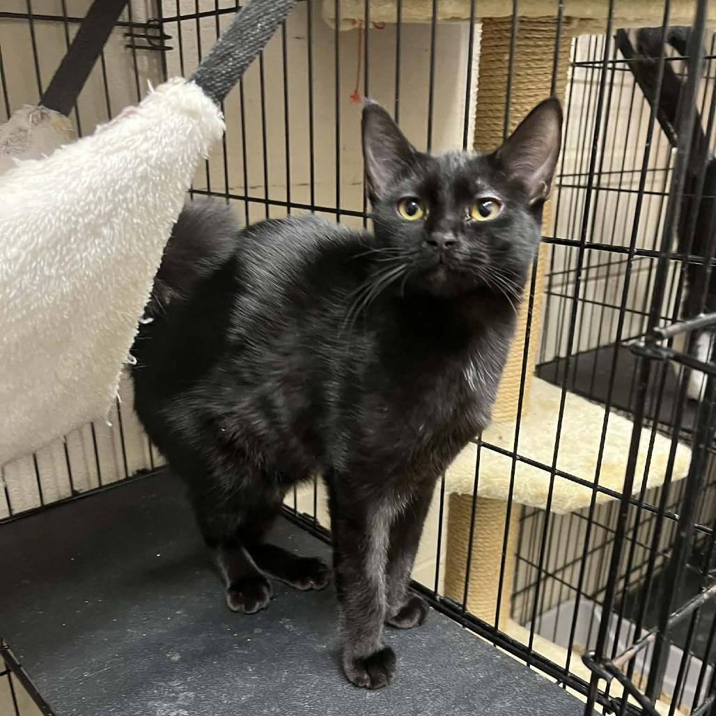 Pearl, a Adoptable Domestic Short Hair in Hamilton, GA image 4/5