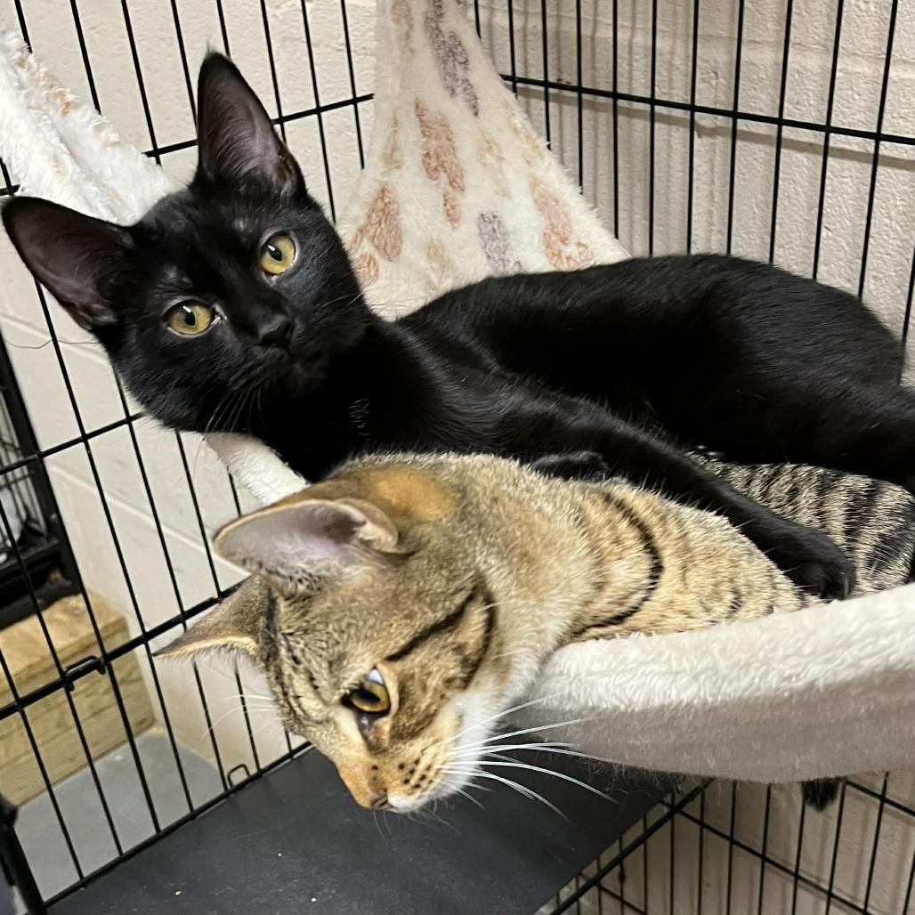 Pearl, a Adoptable Domestic Short Hair in Hamilton, GA image 5/5