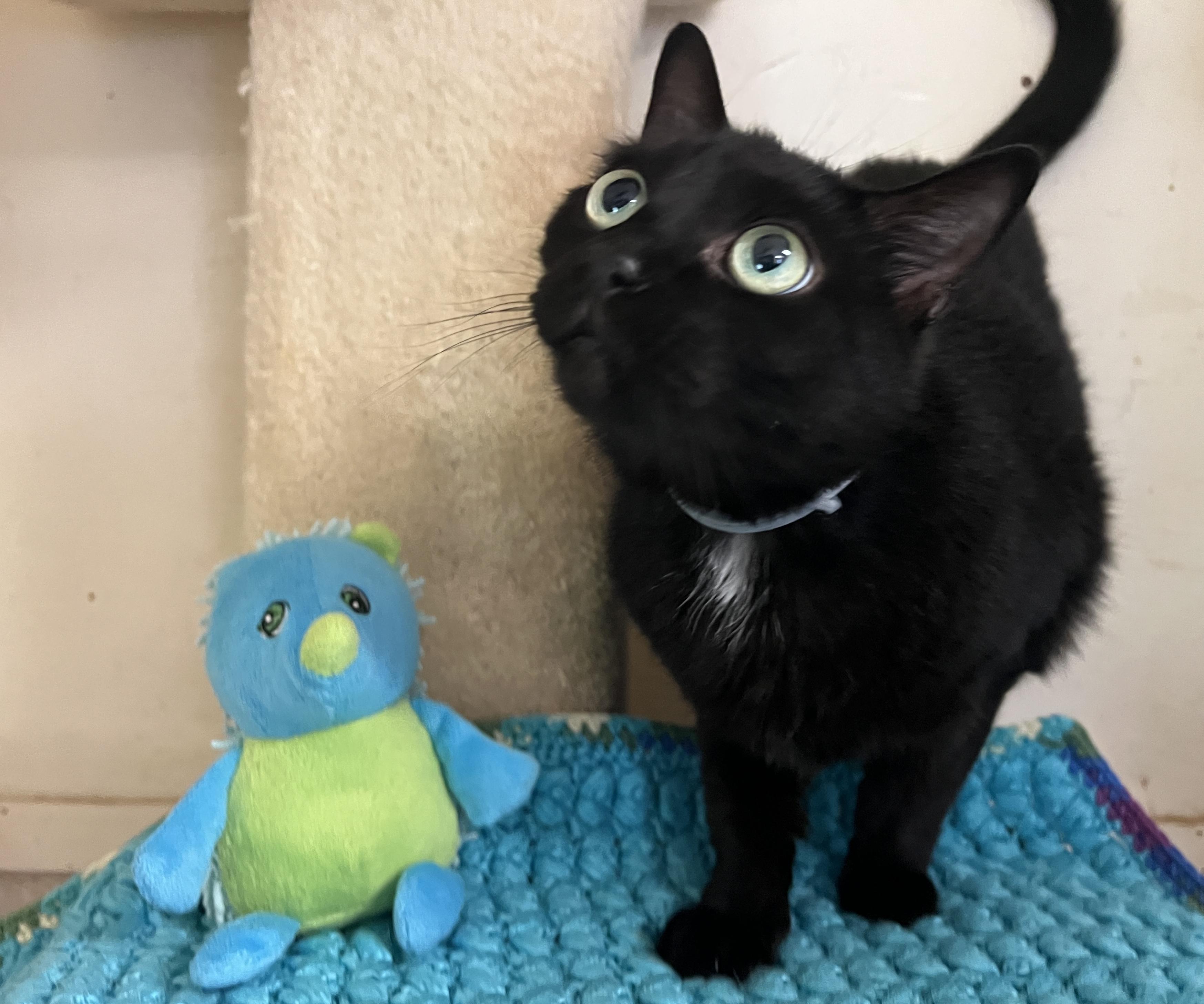India, an adoptable Domestic Short Hair in Palmyra, VA, 22963 | Photo Image 2