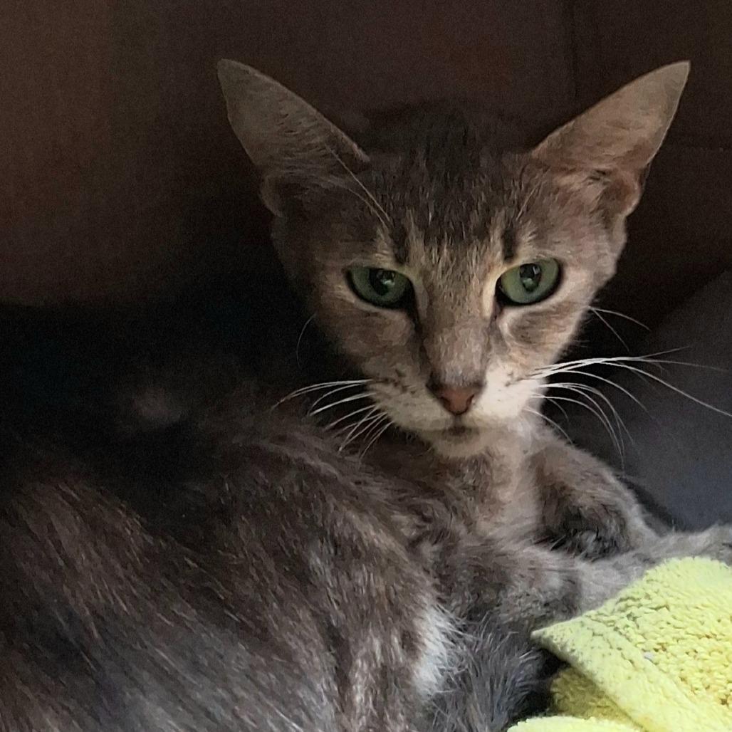 Lorelai, Adoptable, Adult Female Domestic Short Hair.