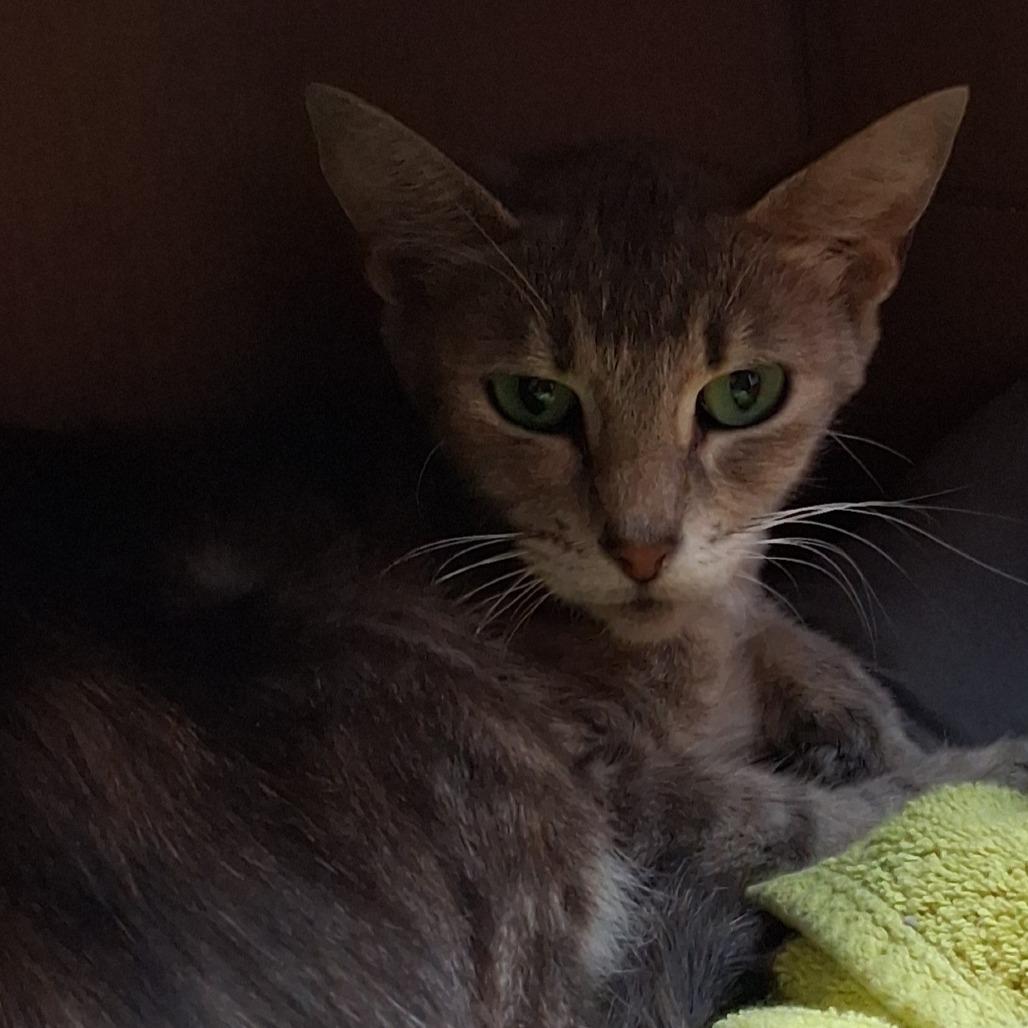 Lorelai, a Adoptable Domestic Short Hair in Marion, IL image 2/2