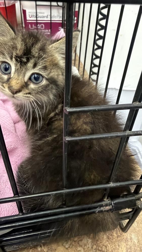 Marie, Adoptable, Kitten Female Tabby.