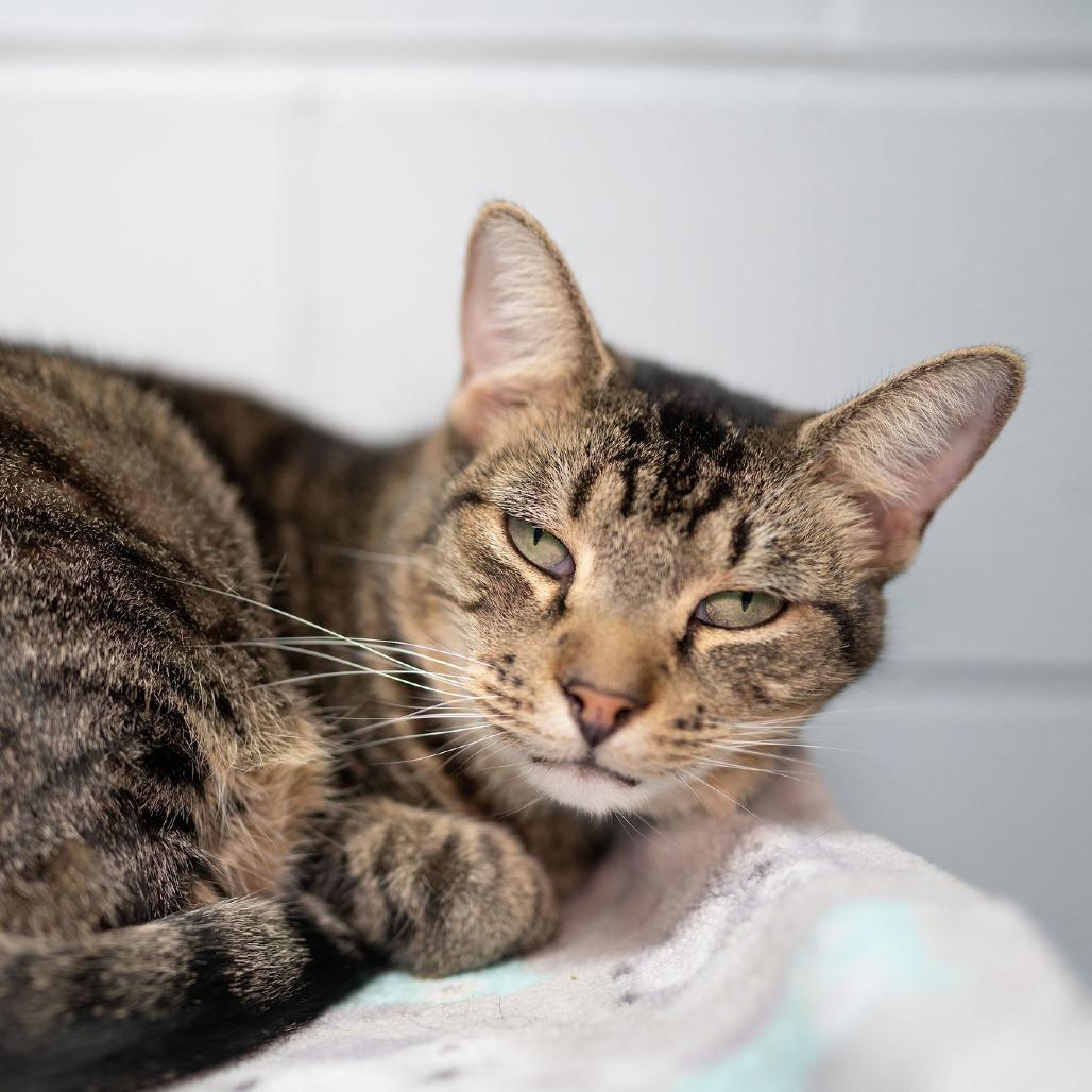 Enlarge Tessa, a Adoptable Domestic Short Hair in Enterprise, AL image 2/3