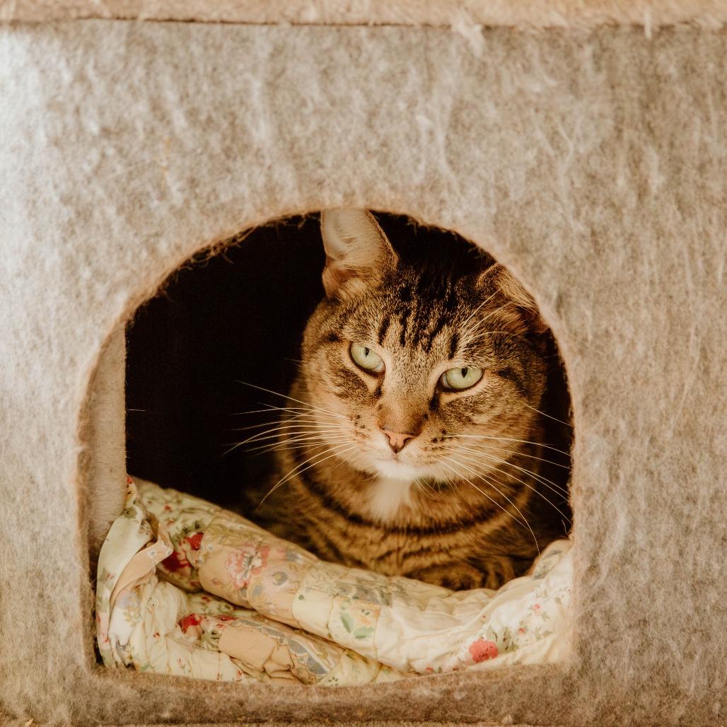 Enlarge Tessa, a Adoptable Domestic Short Hair in Enterprise, AL image 3/3