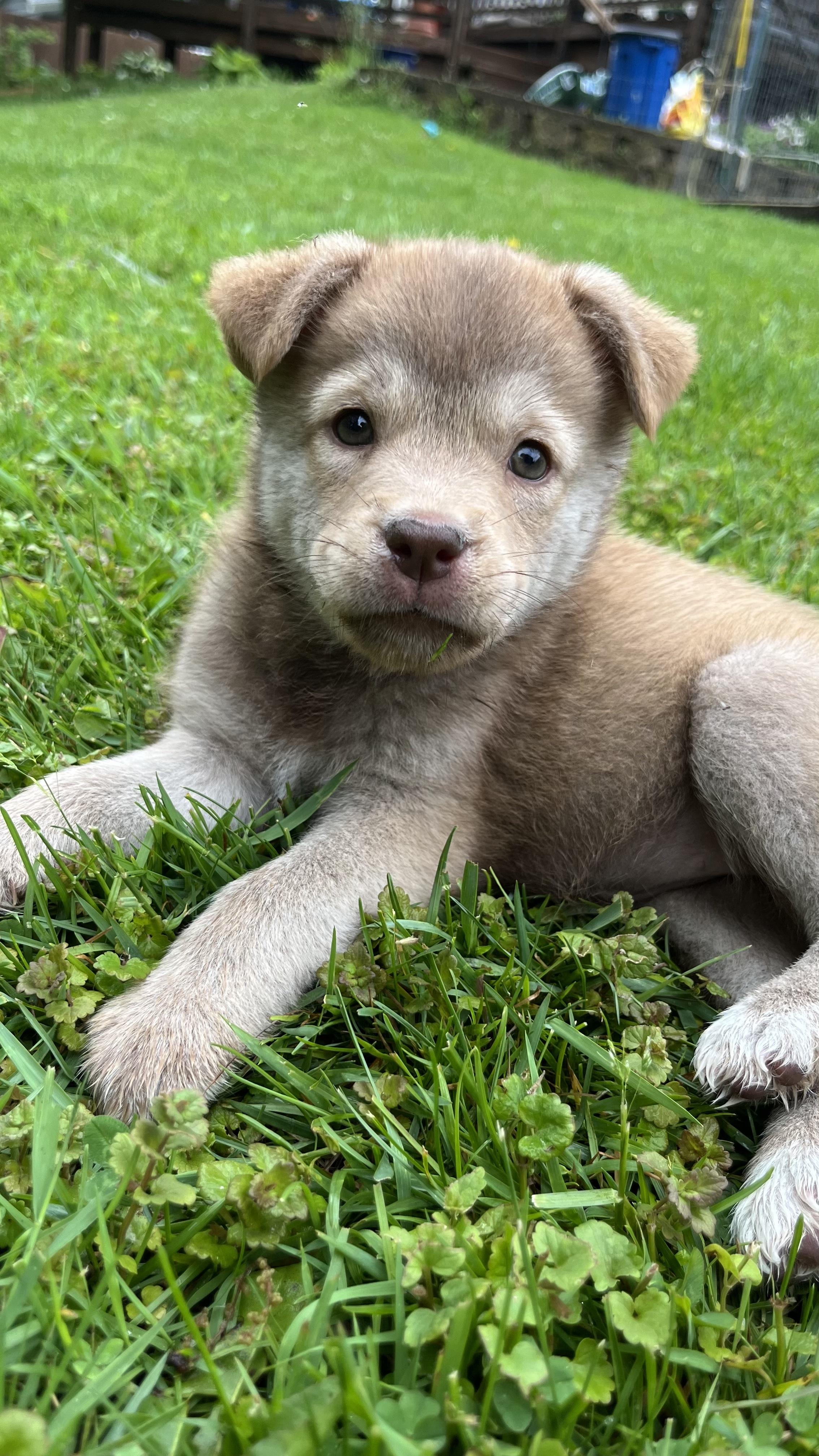 Malia, a Adoptable mixed breed in Minneapolis, MN image 1/3