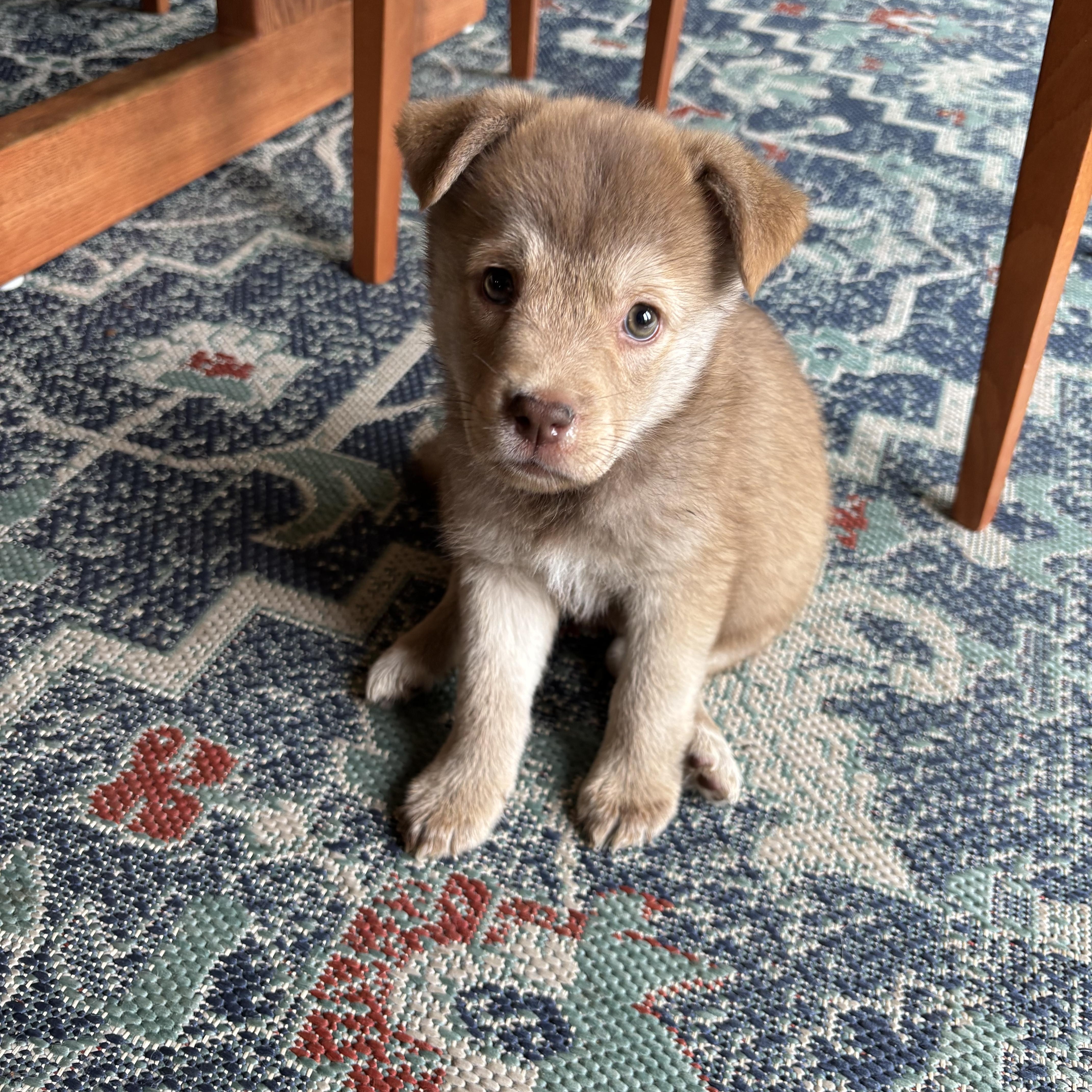 Malia, a Adoptable mixed breed in Minneapolis, MN image 3/3