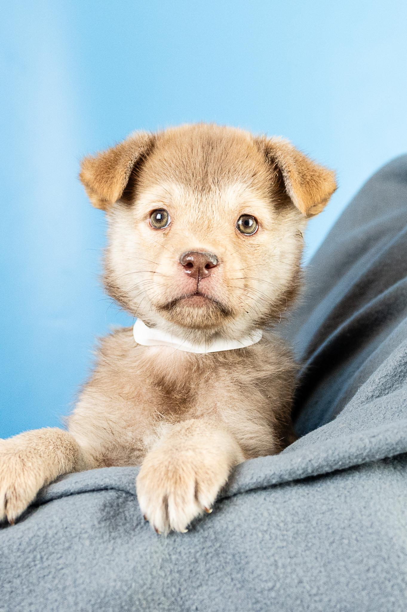 Malia, a Adoptable mixed breed in Minneapolis, MN image 2/3