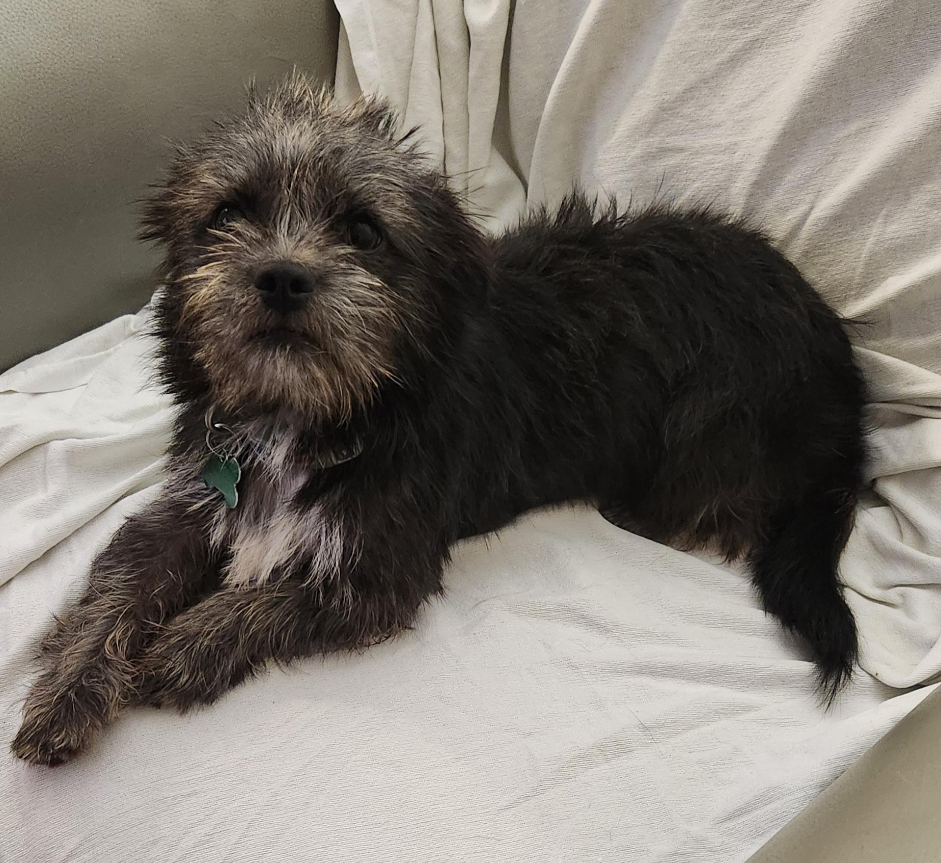 Hoho, adopted, Young Female Terrier.
