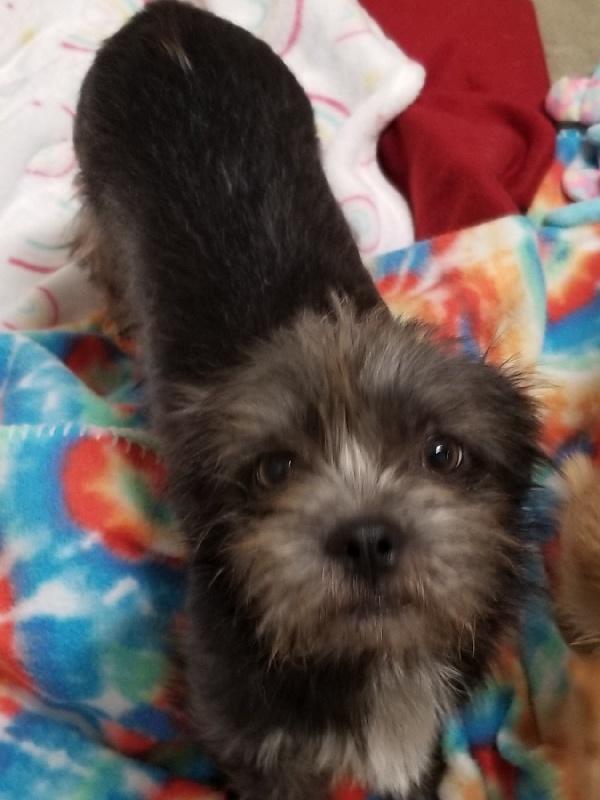 Enlarge Hoho, an adopted mixed breed in Aurora, IL image 2/3