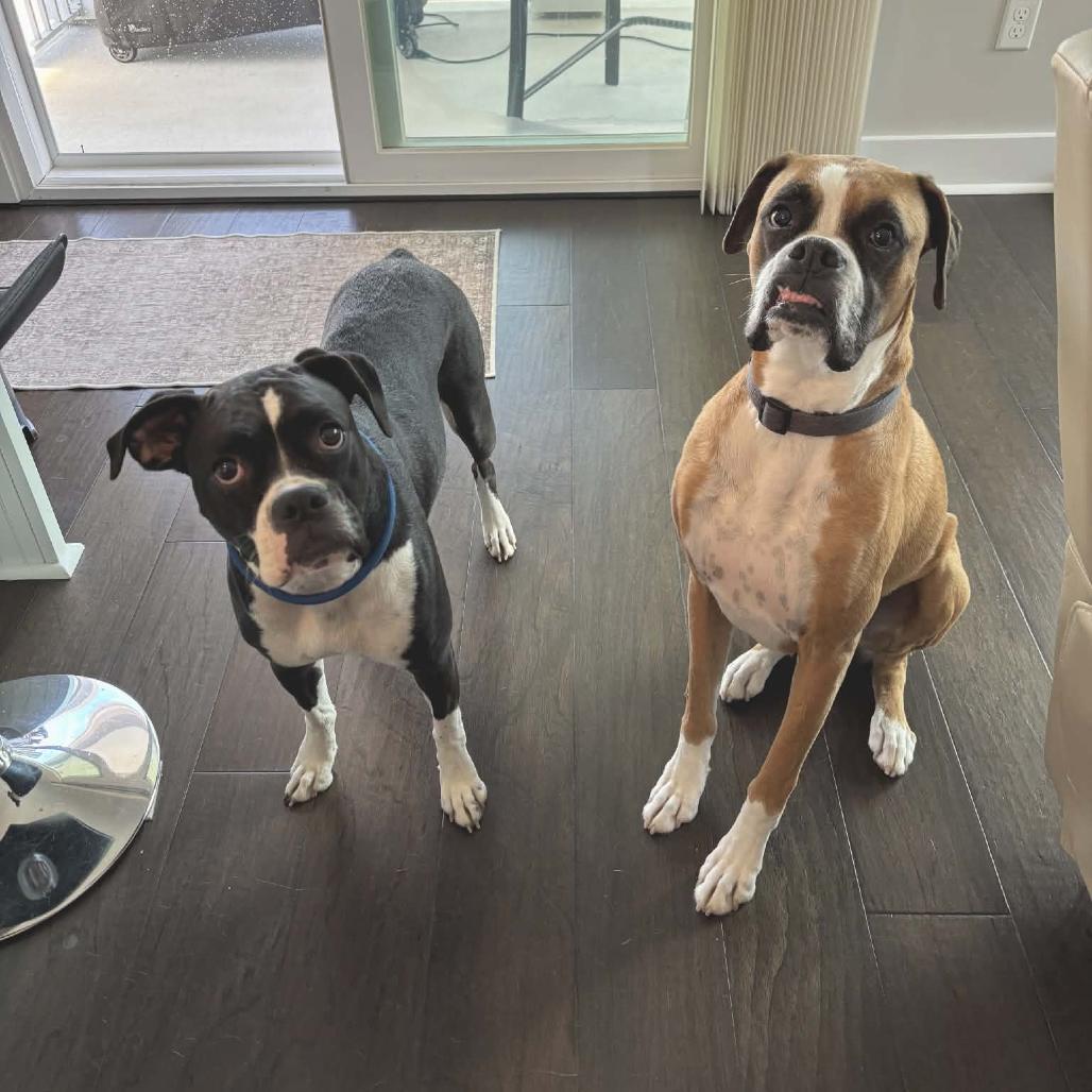 Riley, an adopted Boxer in Tallahassee, FL image 4/4