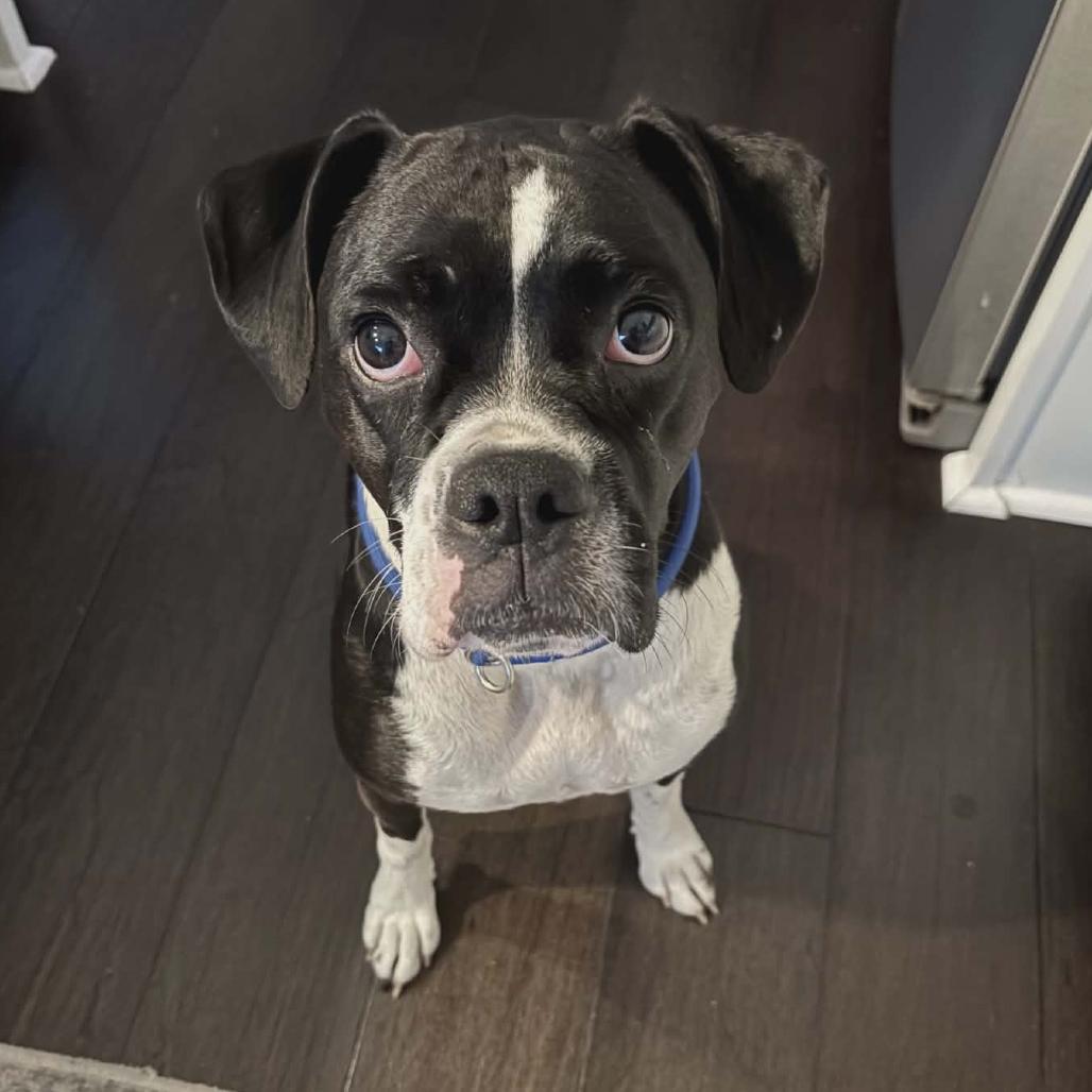 Riley, an adopted Boxer in Tallahassee, FL image 1/4
