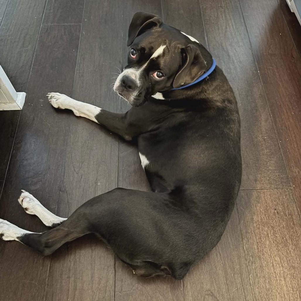Riley, an adopted Boxer in Tallahassee, FL image 3/4