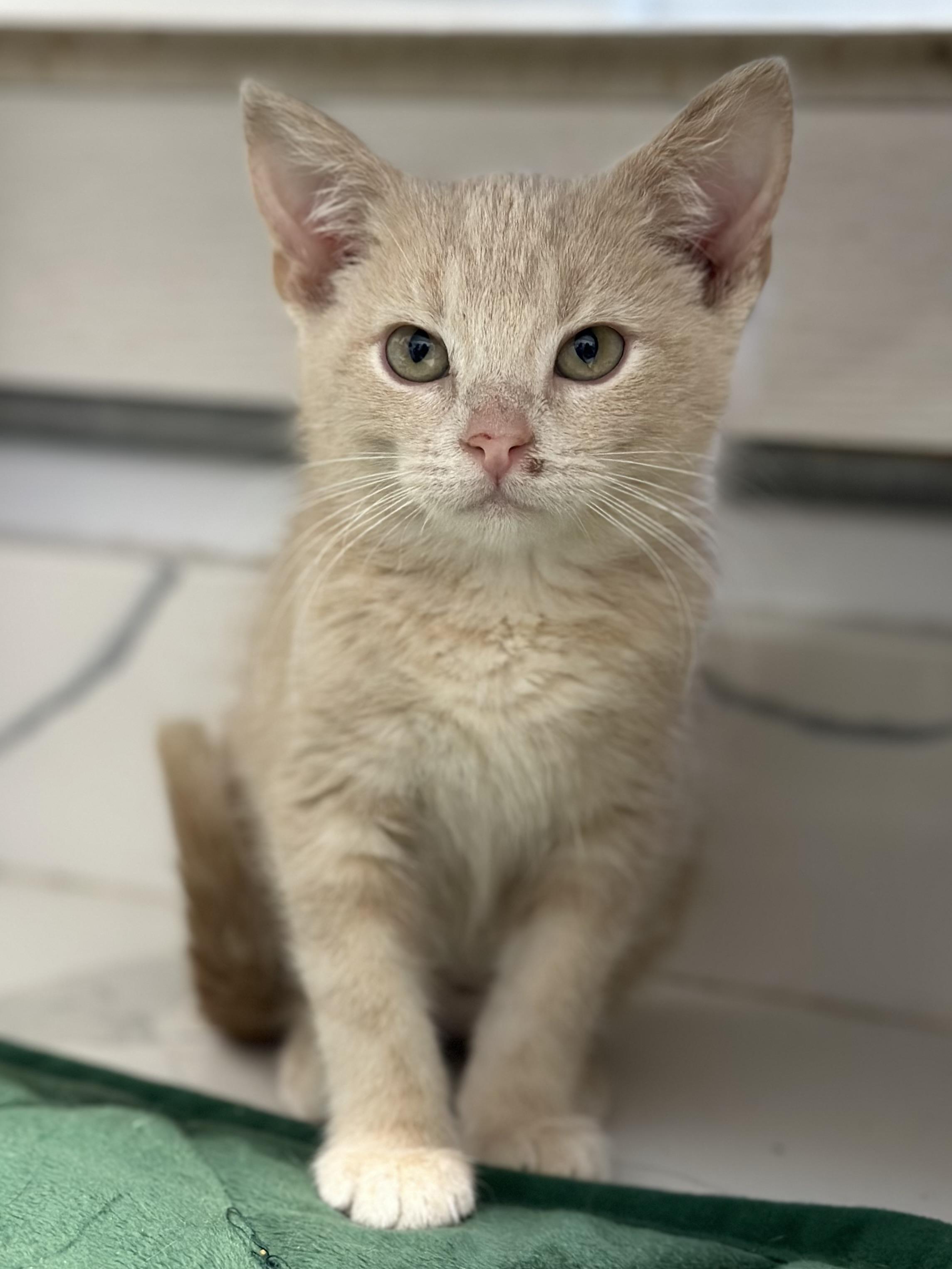 Clay, ADOPTABLE, Kitten Female Domestic Short Hair.