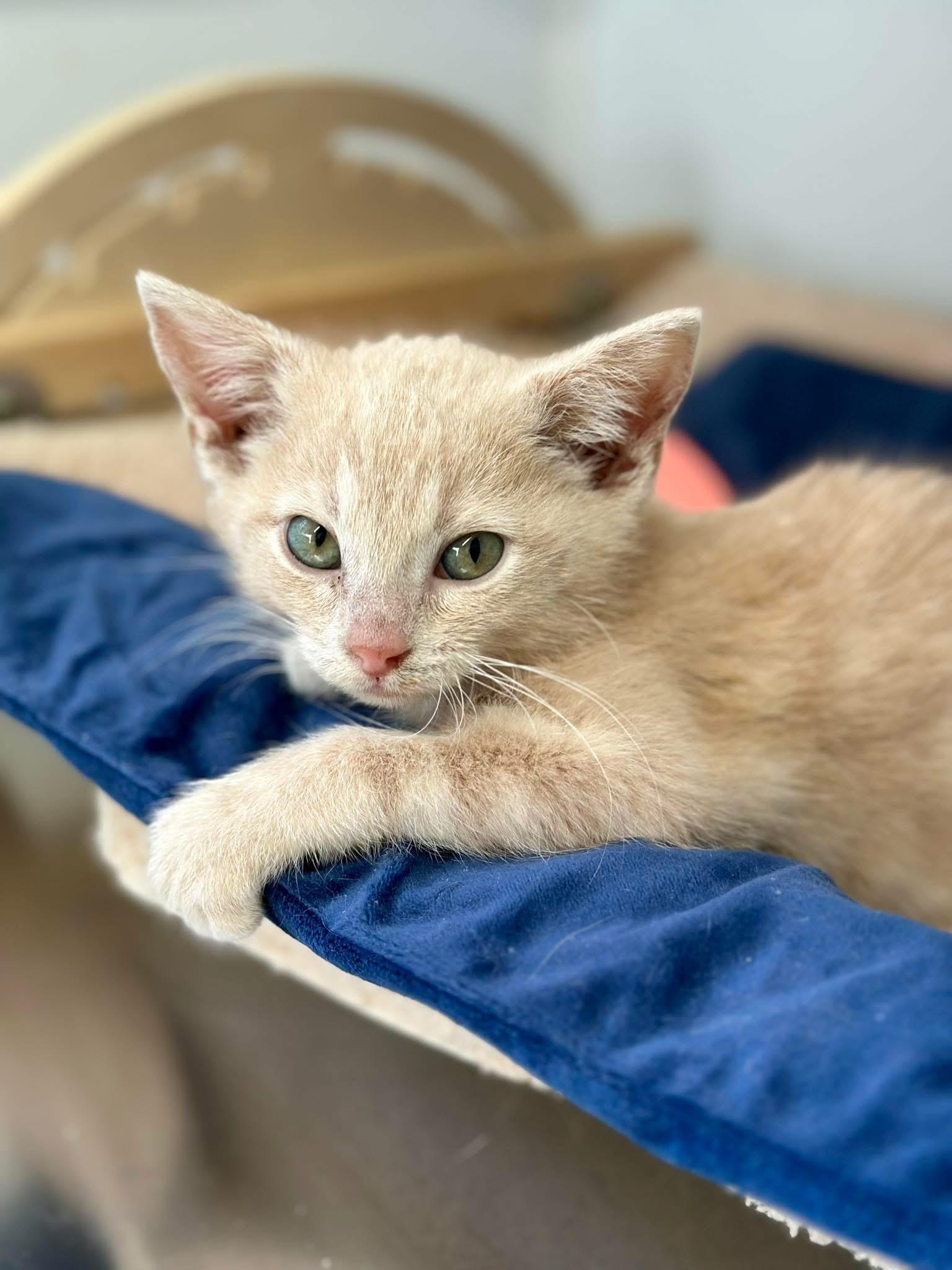 Enlarge Clay, a ADOPTABLE Domestic Short Hair in Faribault, MN image 2/4