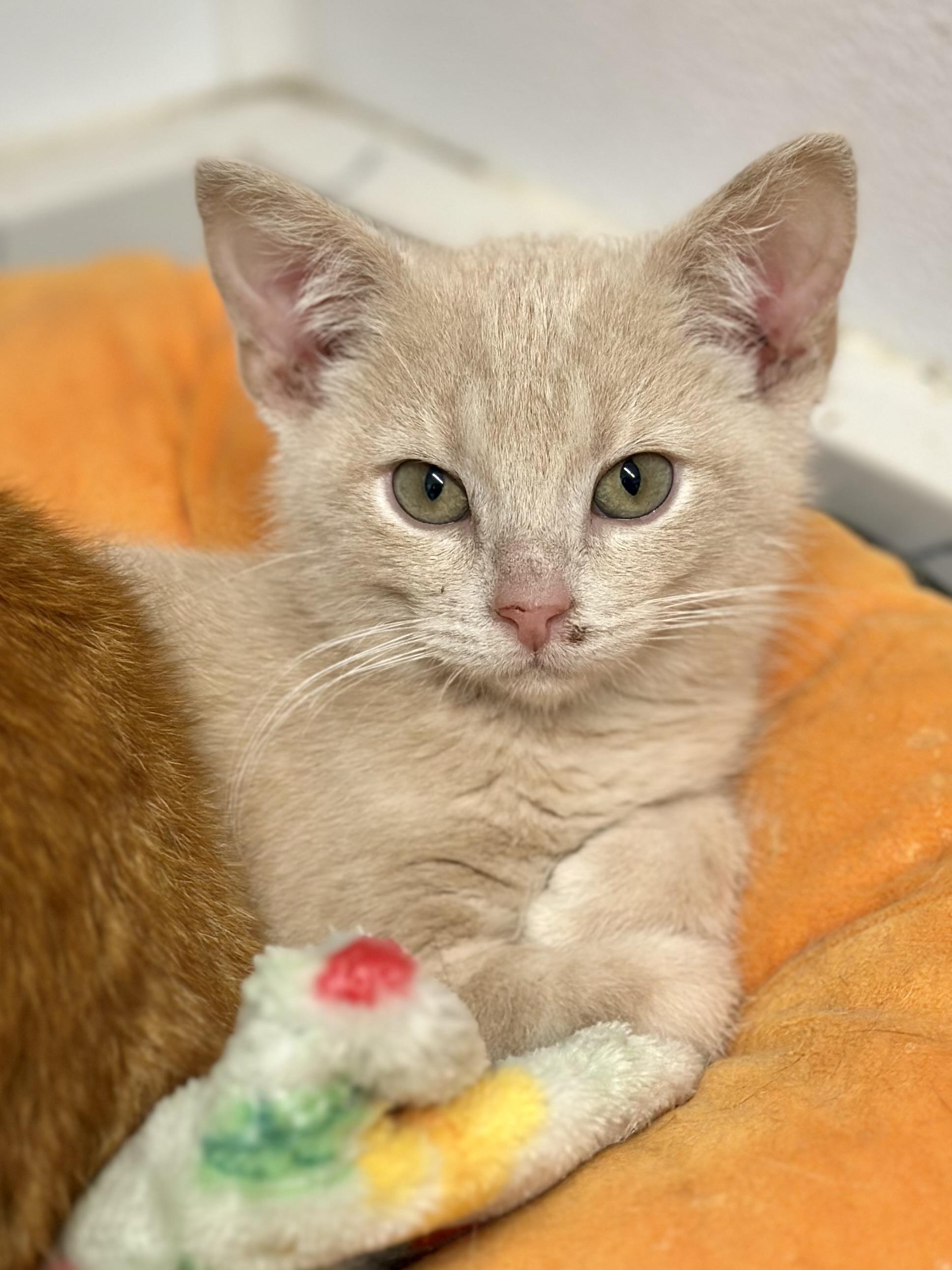 Enlarge Clay, a ADOPTABLE Domestic Short Hair in Faribault, MN image 3/4