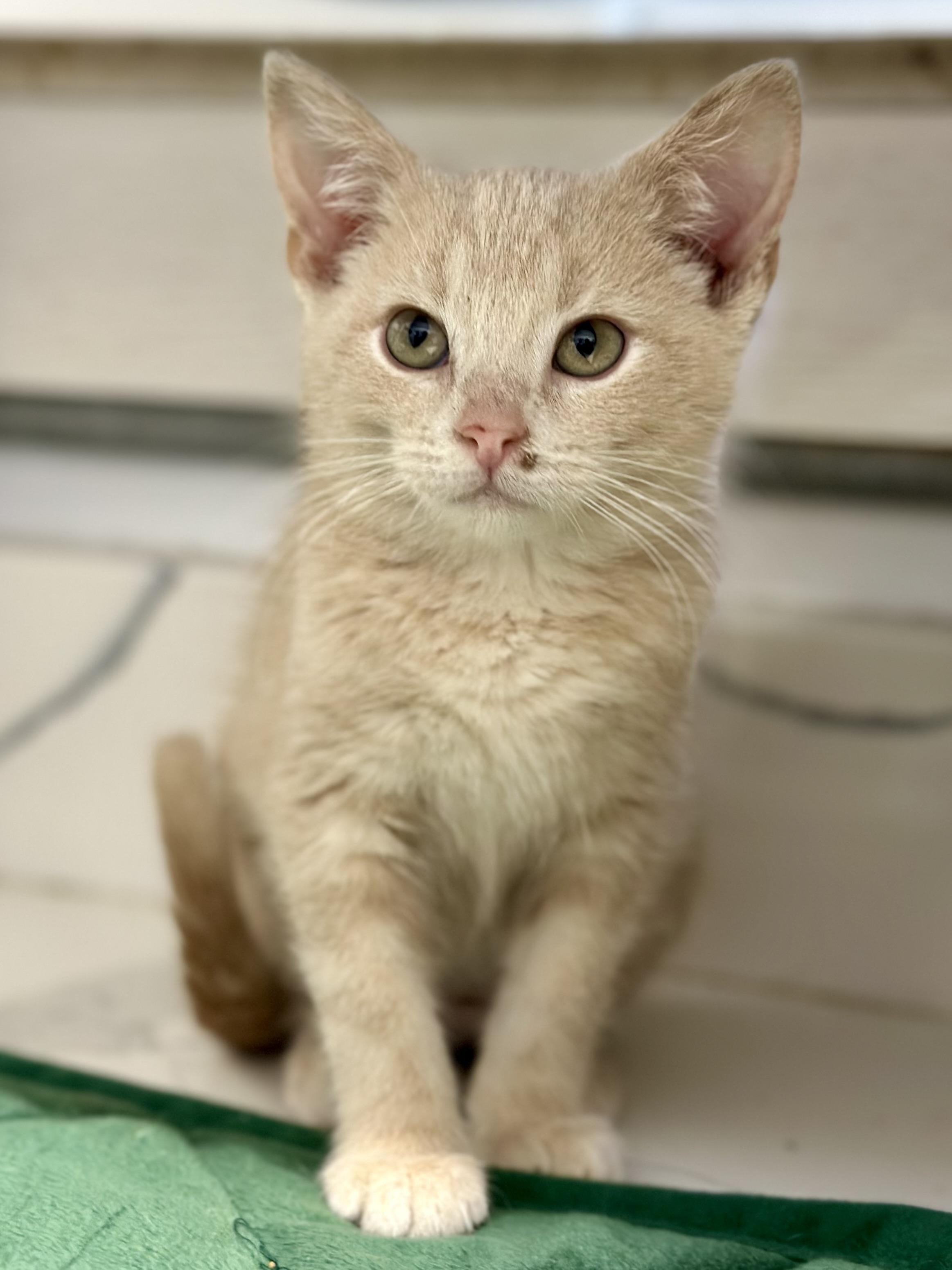 Enlarge Clay, a ADOPTABLE Domestic Short Hair in Faribault, MN image 4/4