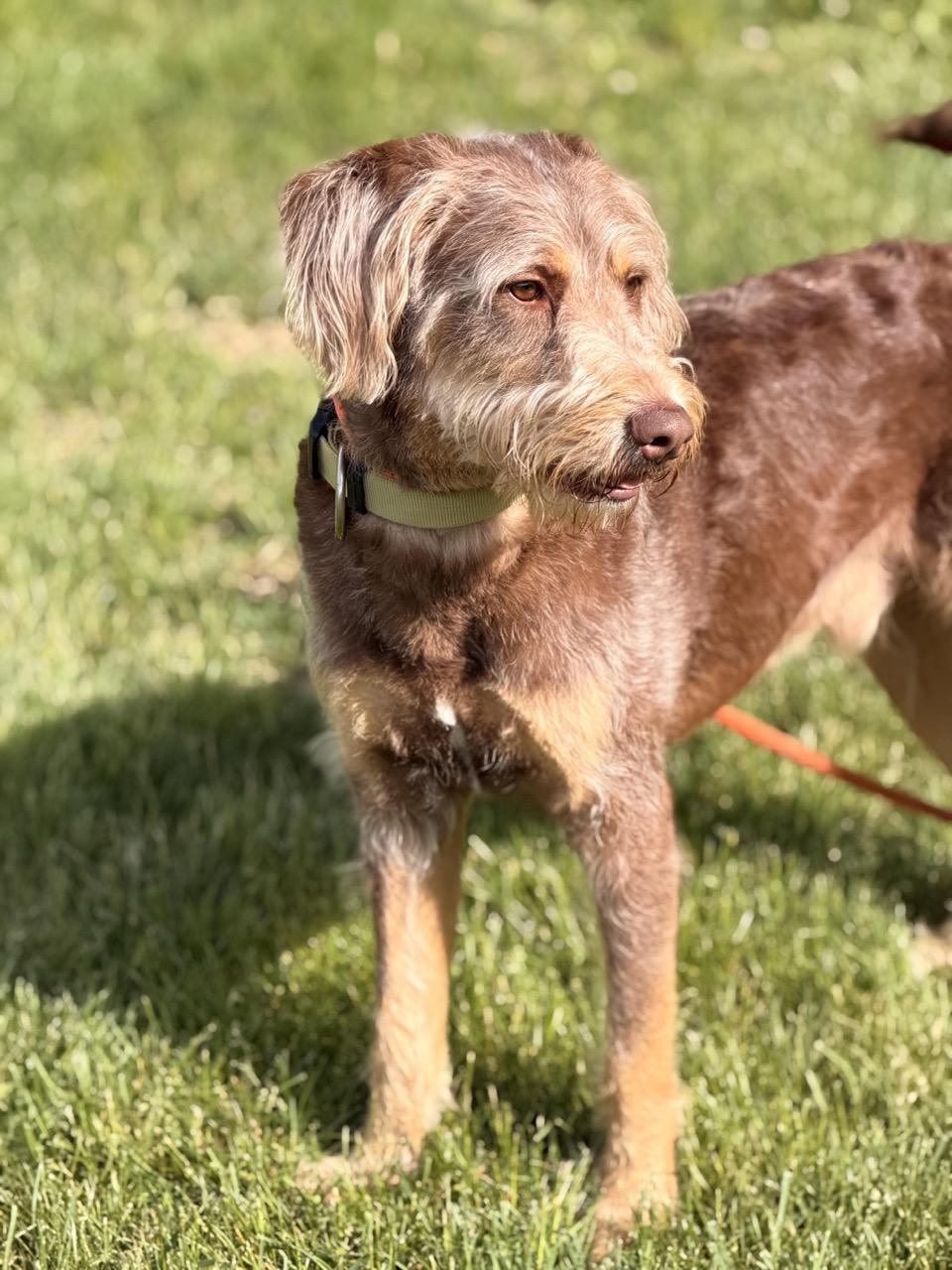 Enlarge Duke, an adopted mixed breed in Sparta, NJ image 5/5