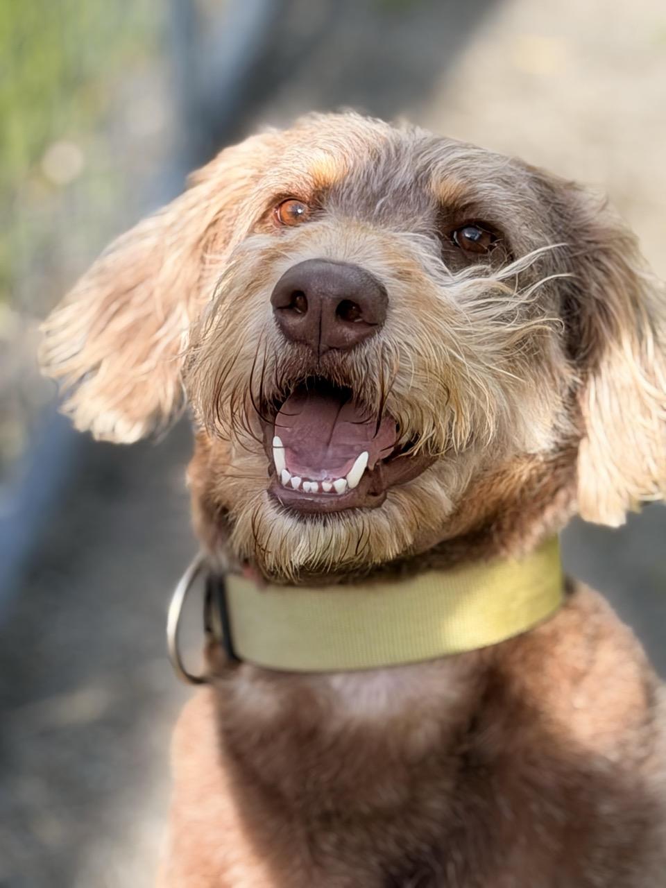 Enlarge Duke, an adopted mixed breed in Sparta, NJ image 3/5