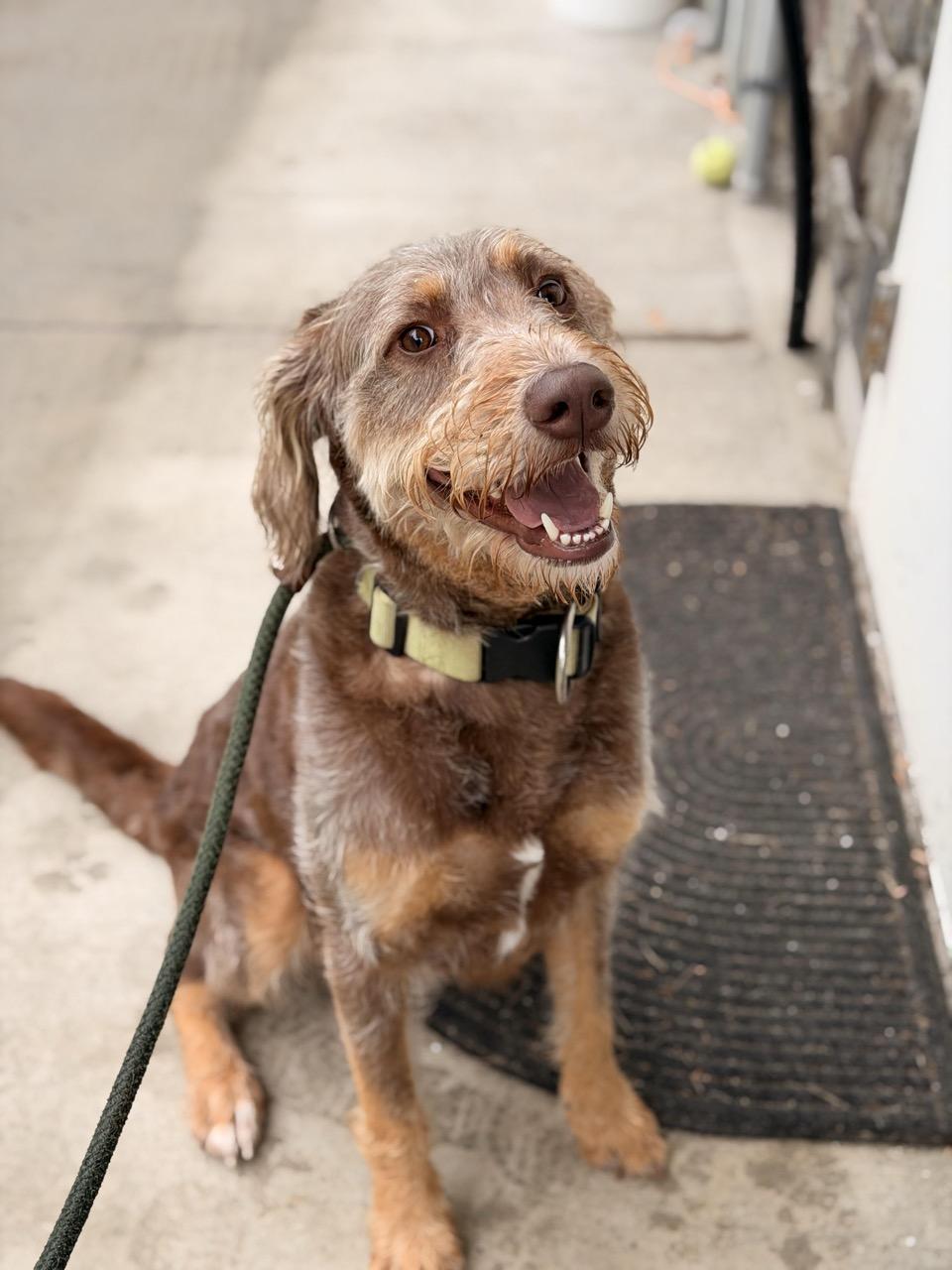 Enlarge Duke, an adopted mixed breed in Sparta, NJ image 2/5
