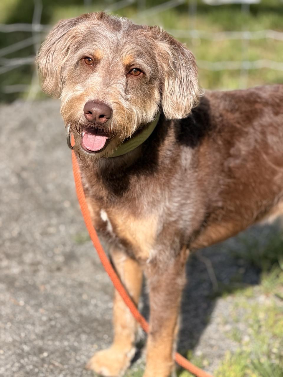 Enlarge Duke, an adopted mixed breed in Sparta, NJ image 4/5
