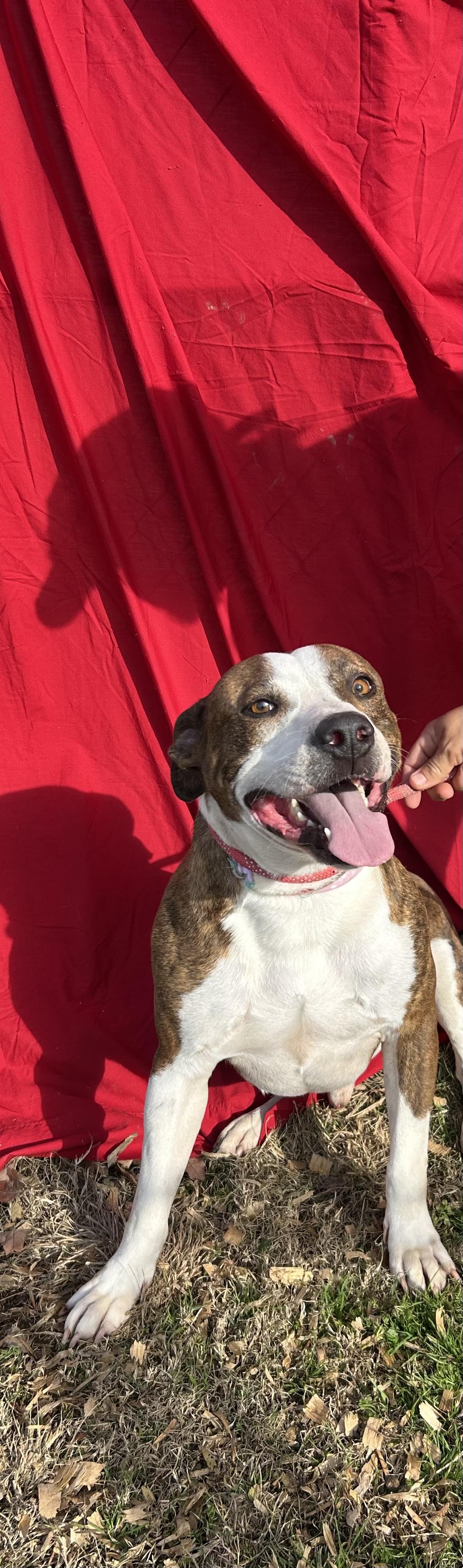 Enlarge Duncan, a Adoptable mixed breed in Greenfield, TN image 1/3