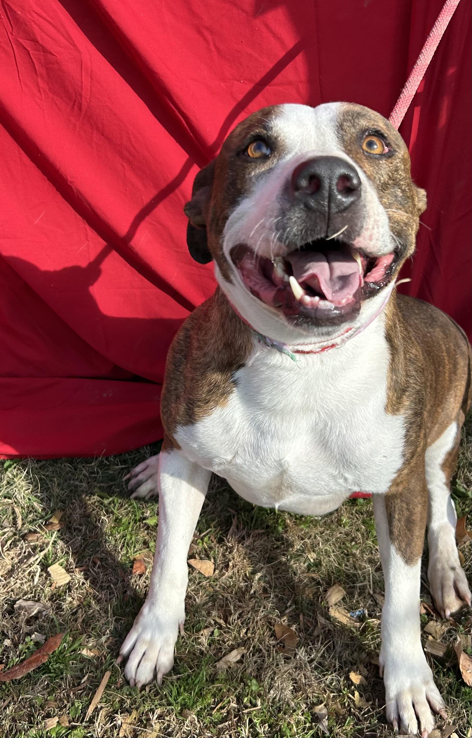 Duncan, an adoptable Terrier in Greenfield, TN, 38230 | Photo Image 2