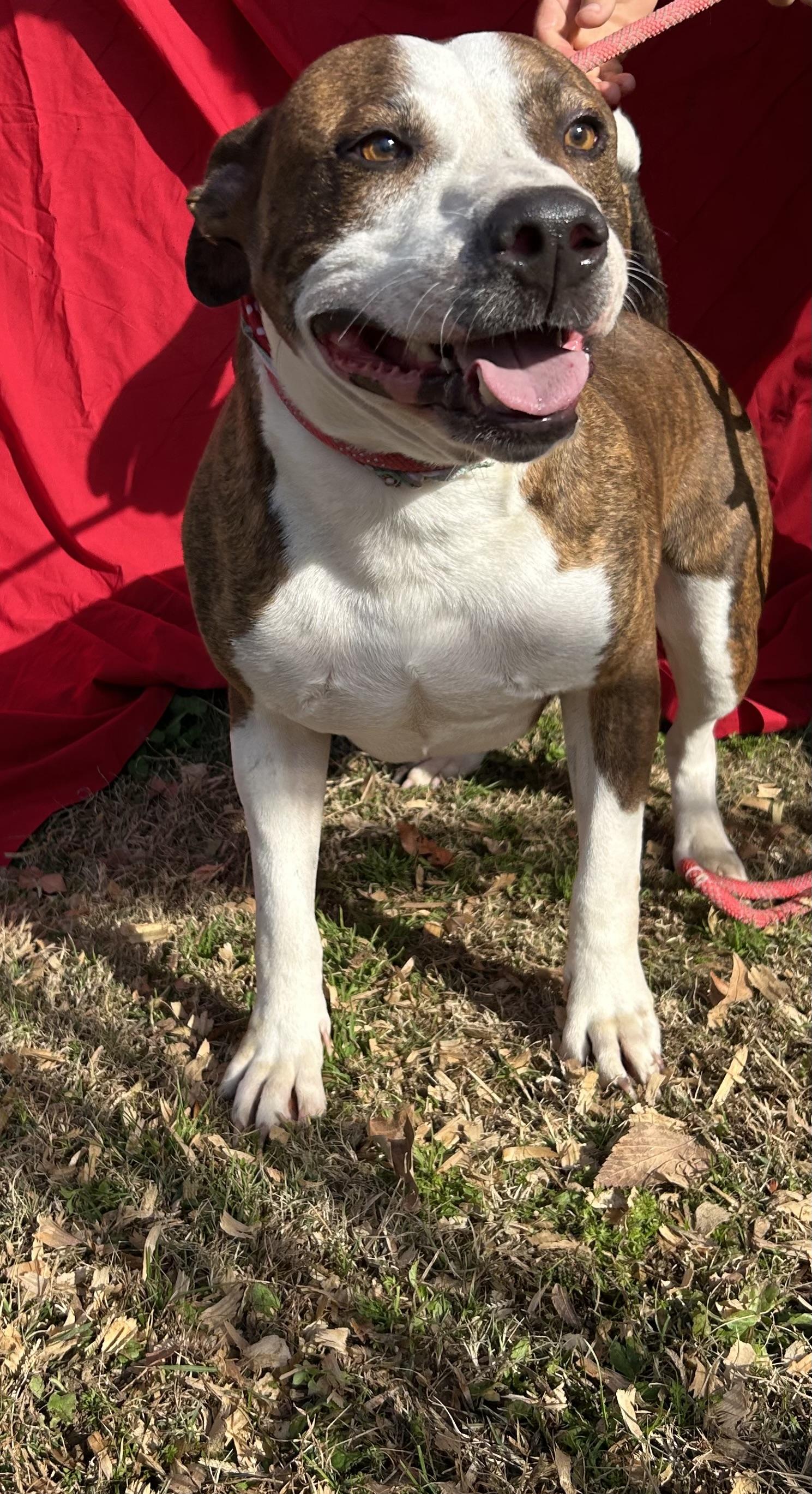 Duncan, Adoptable, Adult Male Terrier.