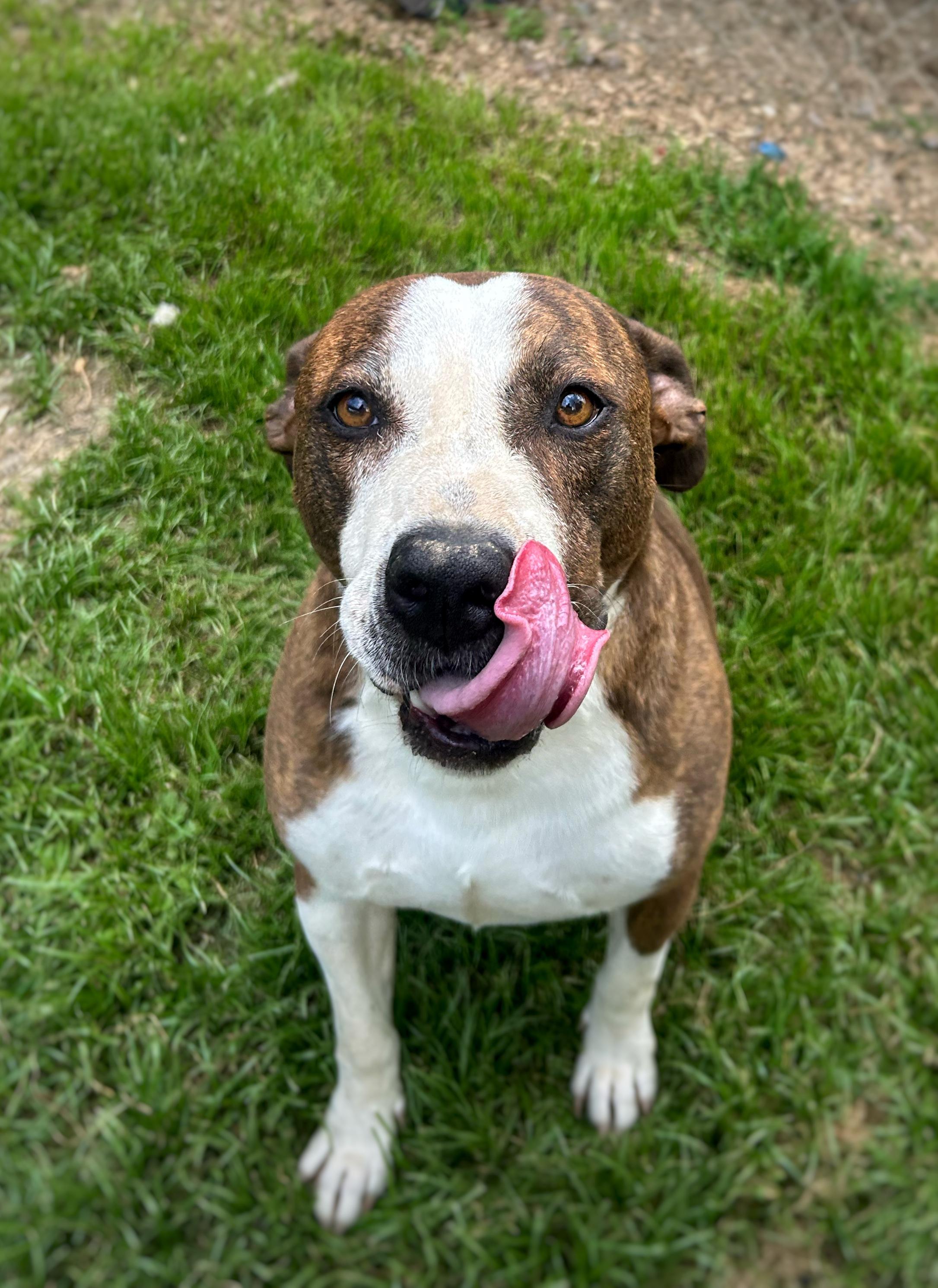 Duncan, a Adoptable mixed breed in Greenfield, TN image 2/4