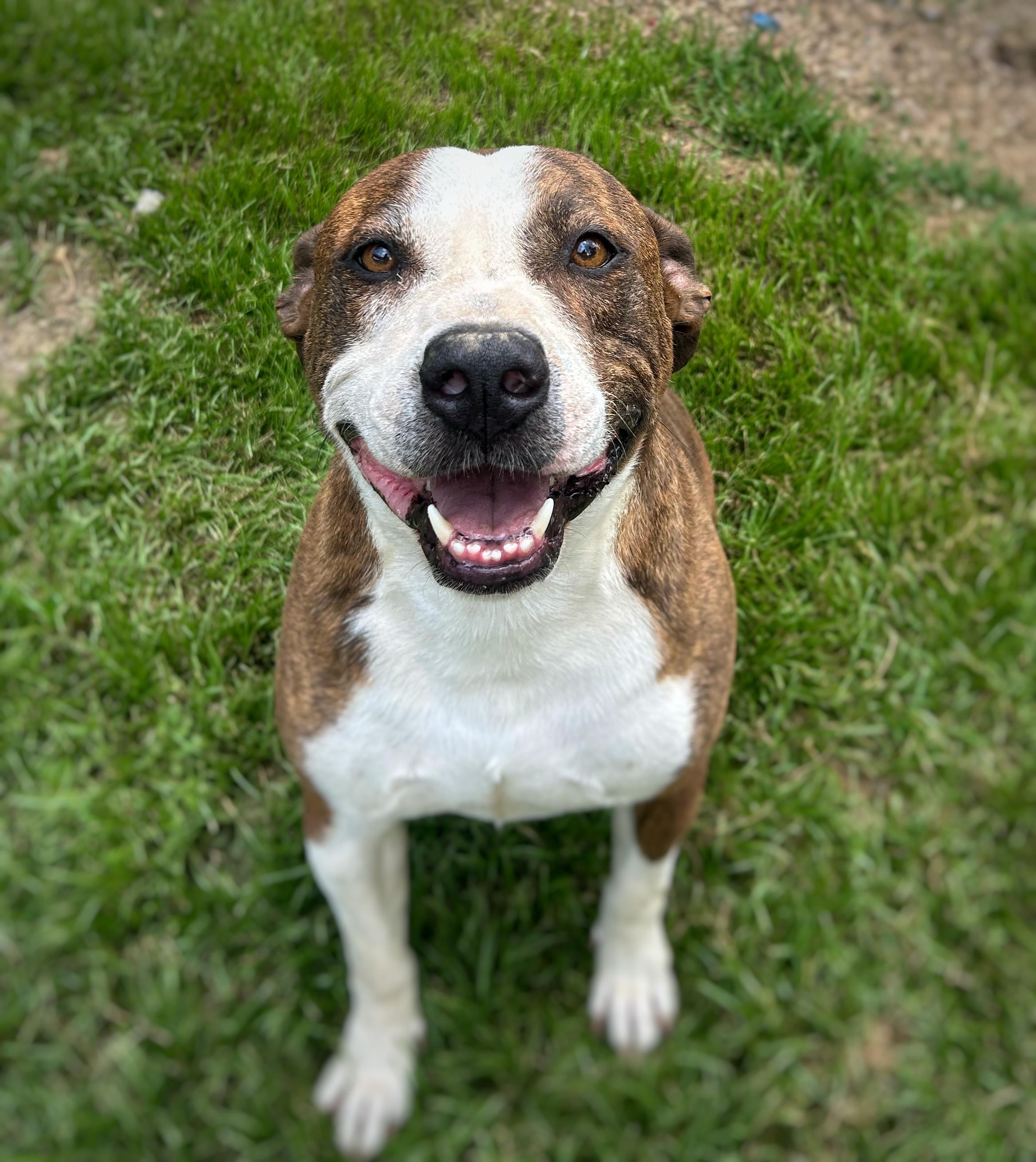 Duncan, Adoptable, Adult Male Terrier.