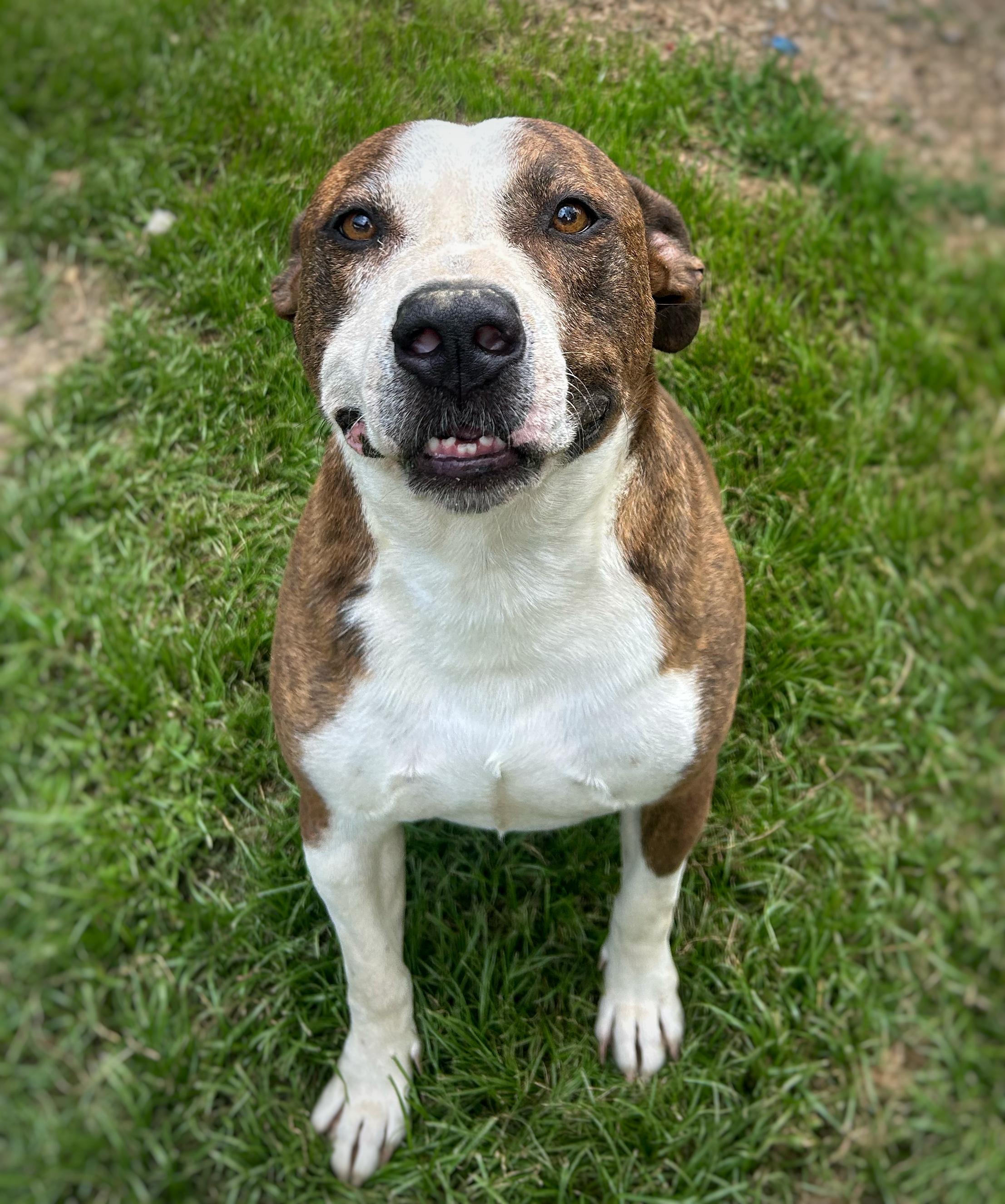 Duncan, a Adoptable mixed breed in Greenfield, TN image 4/4