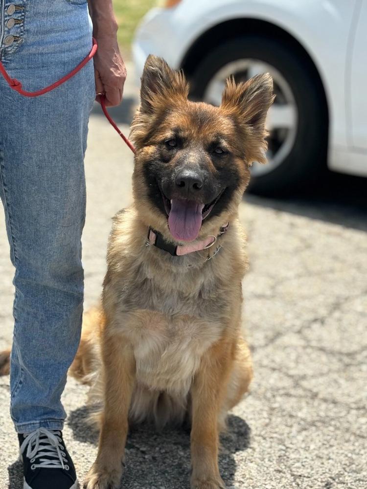 Enlarge Gia, a Adoptable German Shepherd Dog in Pasadena, CA image 1/5