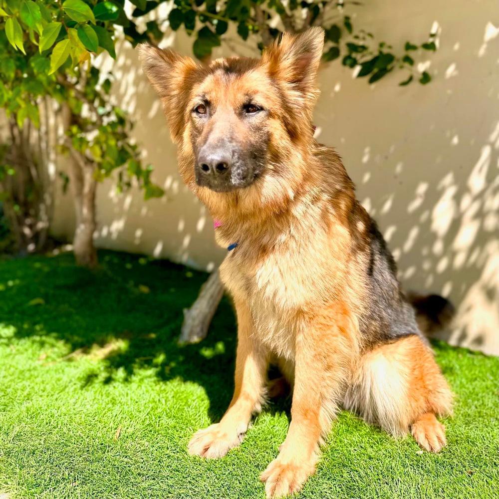 Enlarge Gia, a Adoptable German Shepherd Dog in Pasadena, CA image 2/5