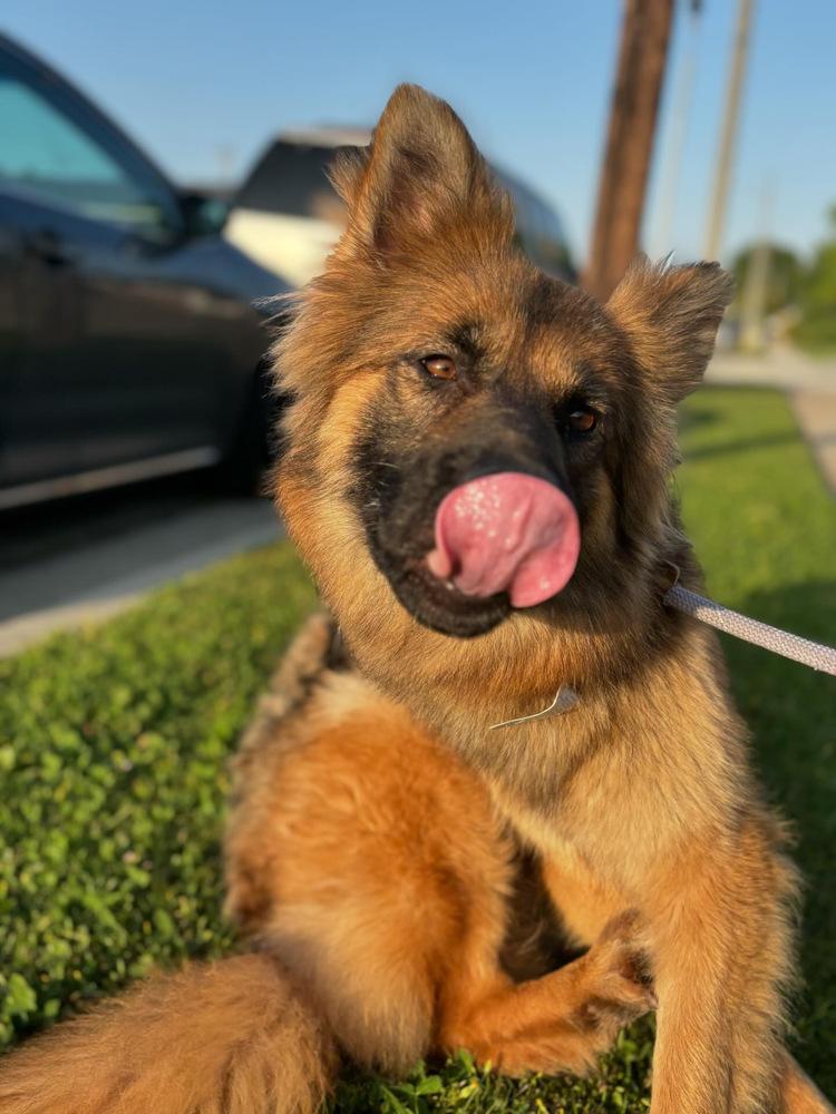 Enlarge Gia, a Adoptable German Shepherd Dog in Pasadena, CA image 4/5