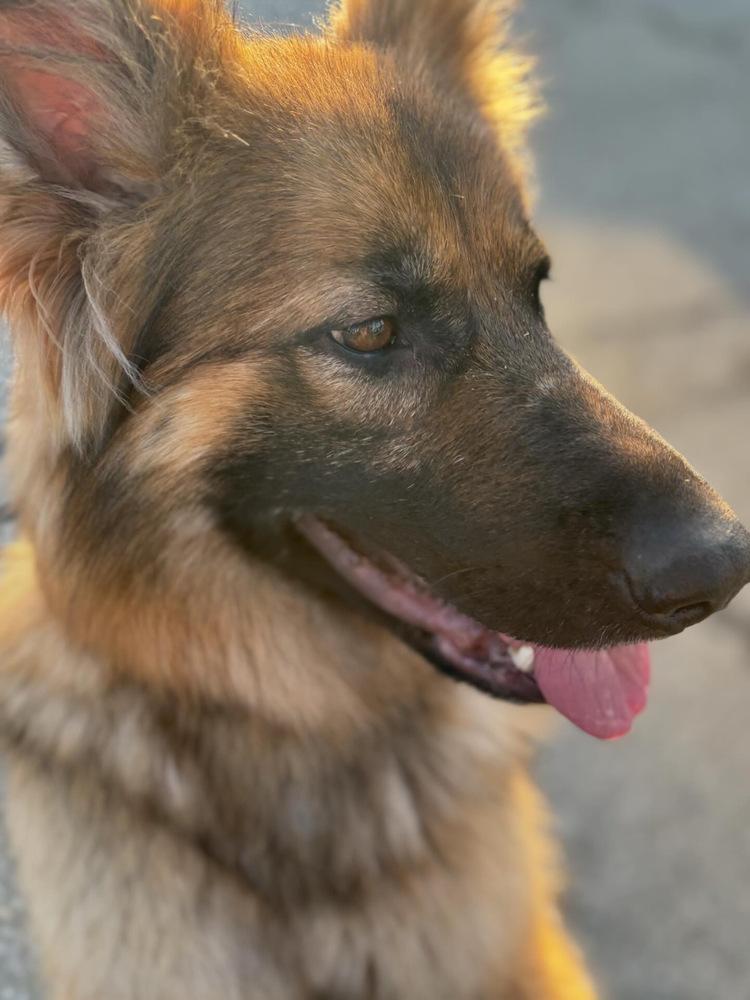 Enlarge Gia, a Adoptable German Shepherd Dog in Pasadena, CA image 5/5