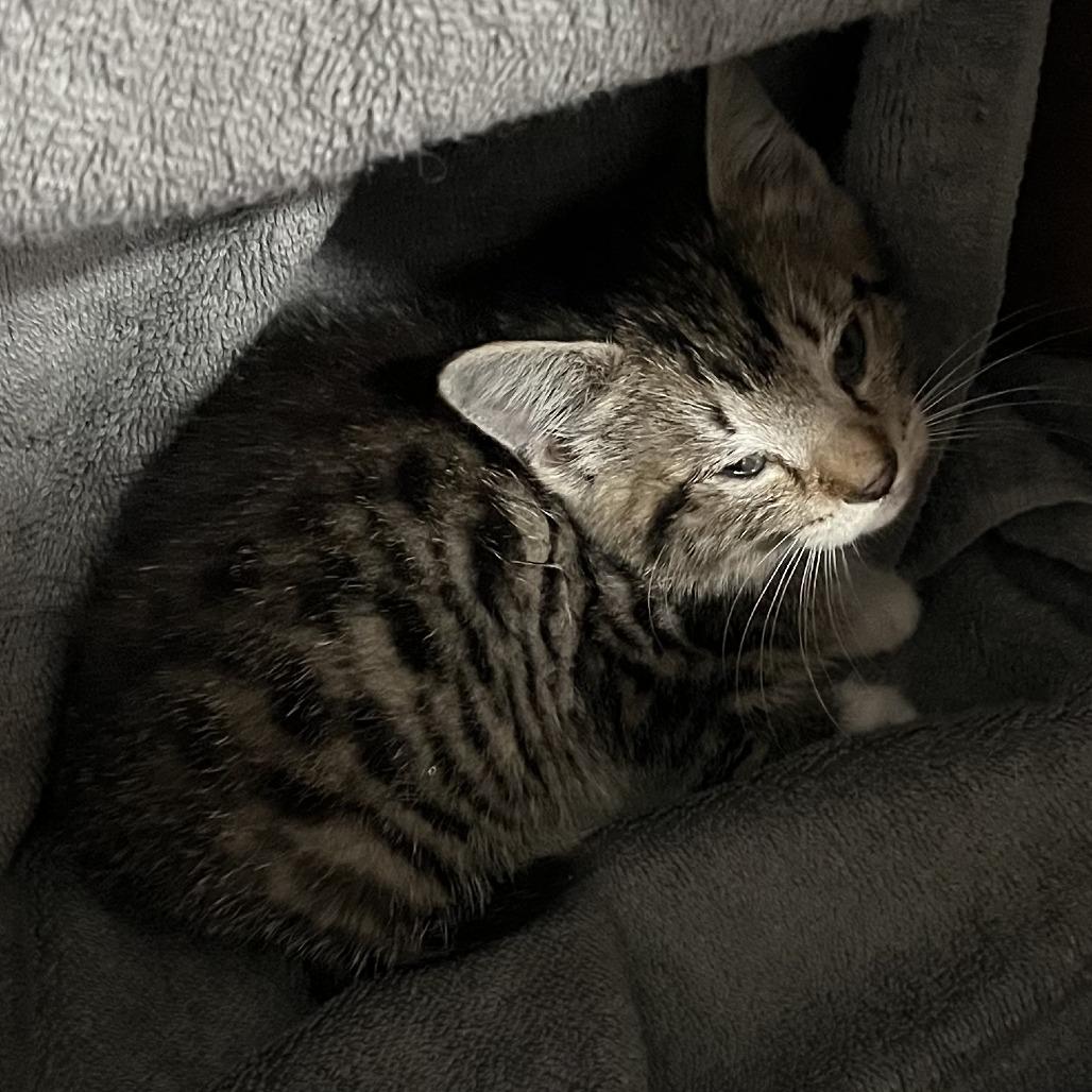 Oakley, Adoptable, Kitten Female Domestic Medium Hair.