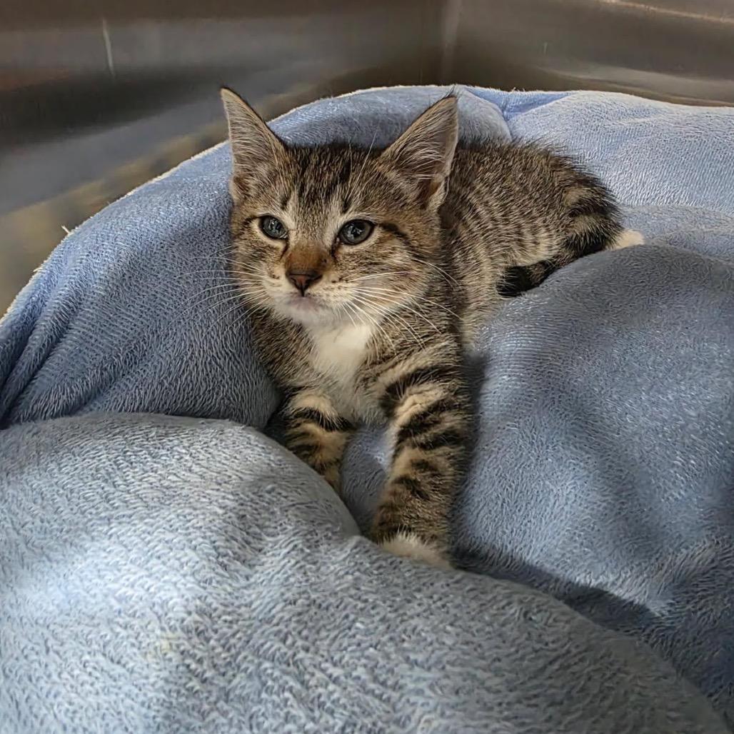 Enlarge Oakley, a Adoptable Domestic Medium Hair in Richmond Hill, GA image 2/2