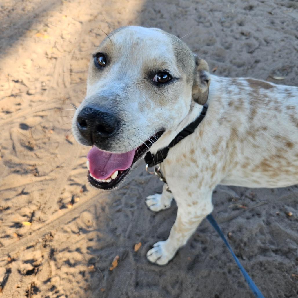 Branch, Adoptable, Adult Male Hound.