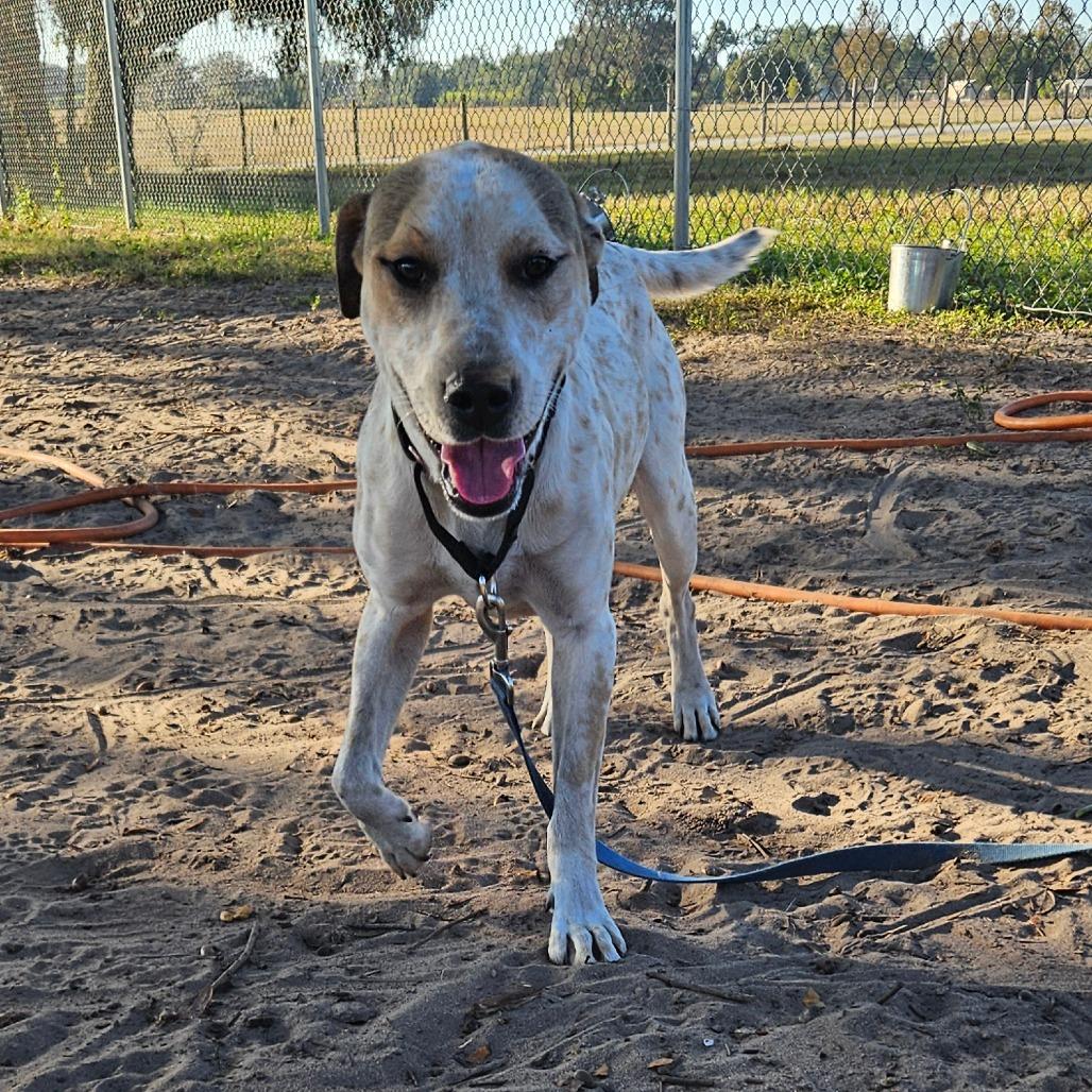 Enlarge Branch, a Adoptable Hound in Lake Panasoffkee, FL image 3/6