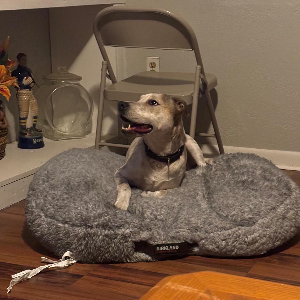 Enlarge Branch, a Adoptable Hound in Lake Panasoffkee, FL image 4/6