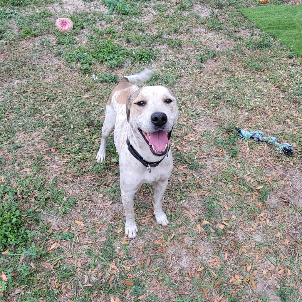 Enlarge Branch, a Adoptable Hound in Lake Panasoffkee, FL image 4/6