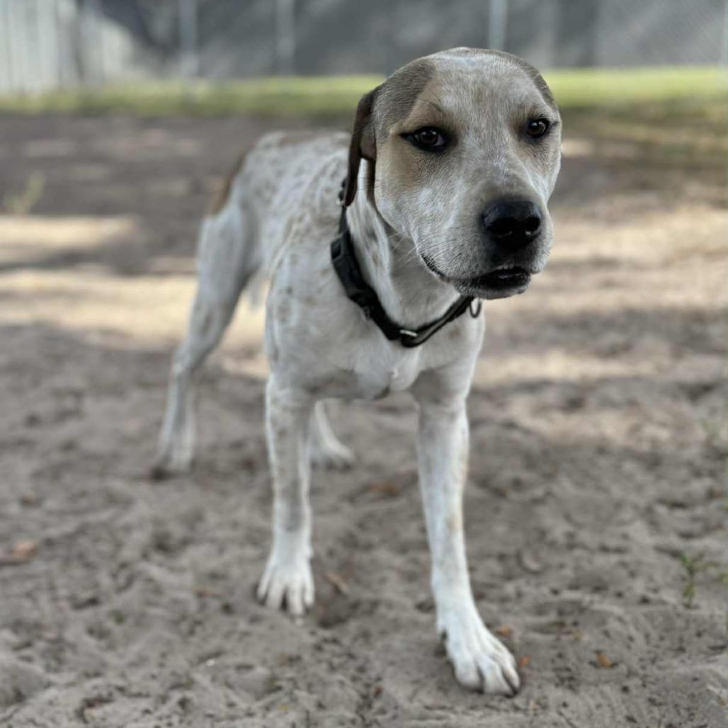 Enlarge Branch, a Adoptable Hound in Lake Panasoffkee, FL image 5/6