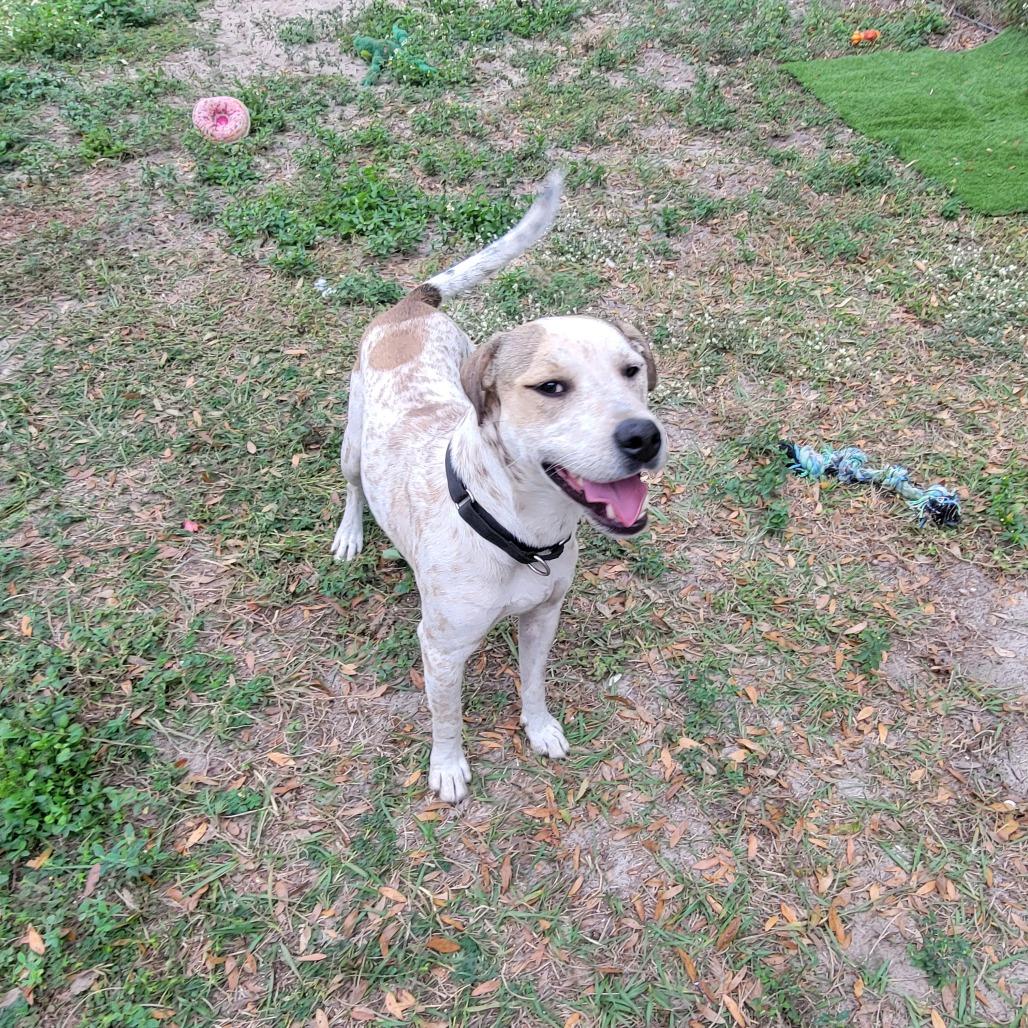 Enlarge Branch, a Adoptable Hound in Lake Panasoffkee, FL image 5/6